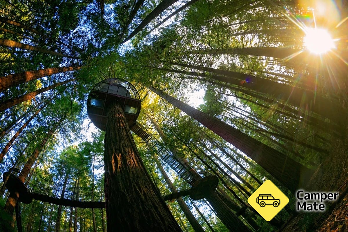 Redwoods ट्रीवॉक