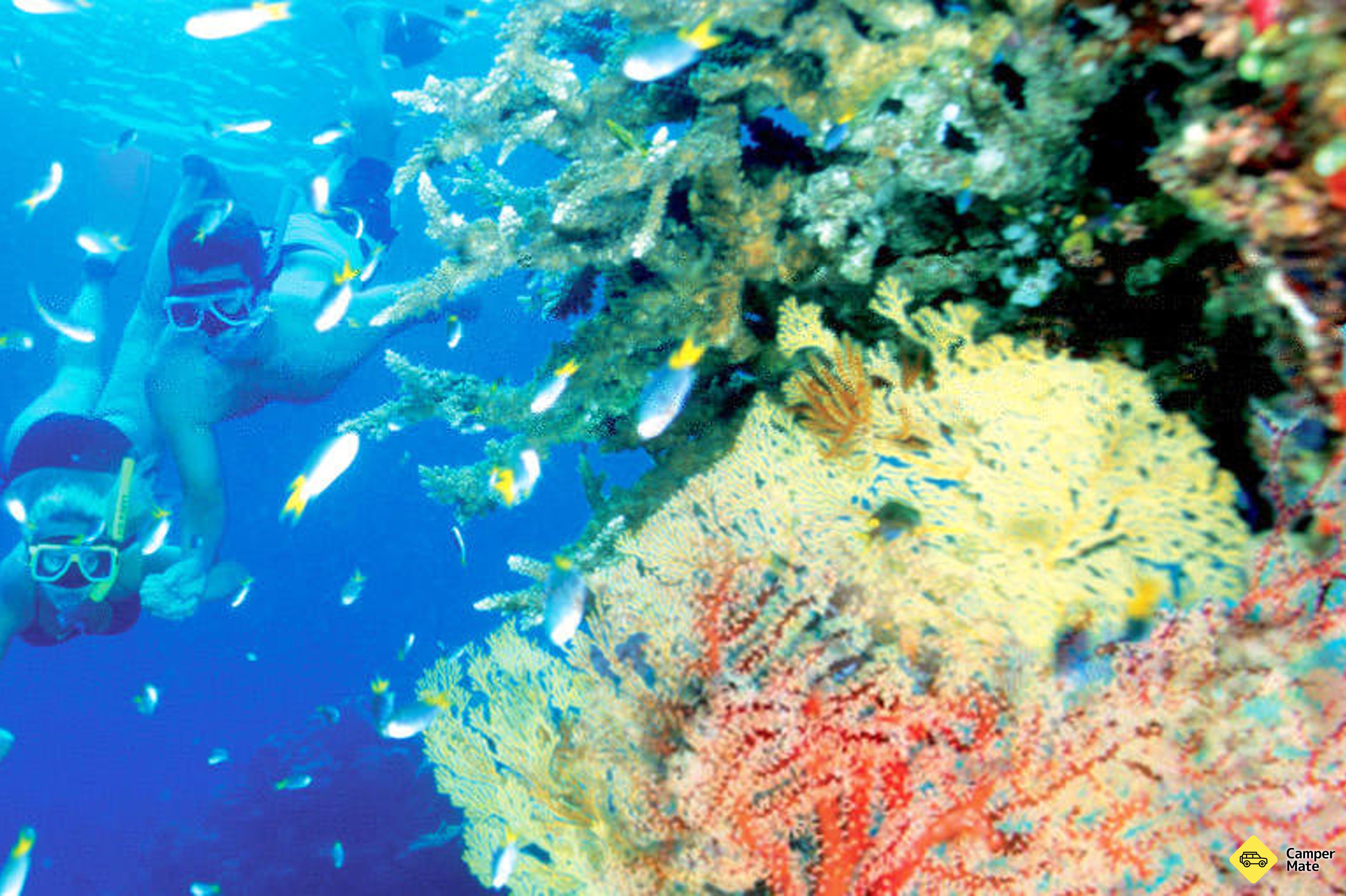 Great Barrier Reef Cruise naar Hardy Reef Pontoon - Image 3