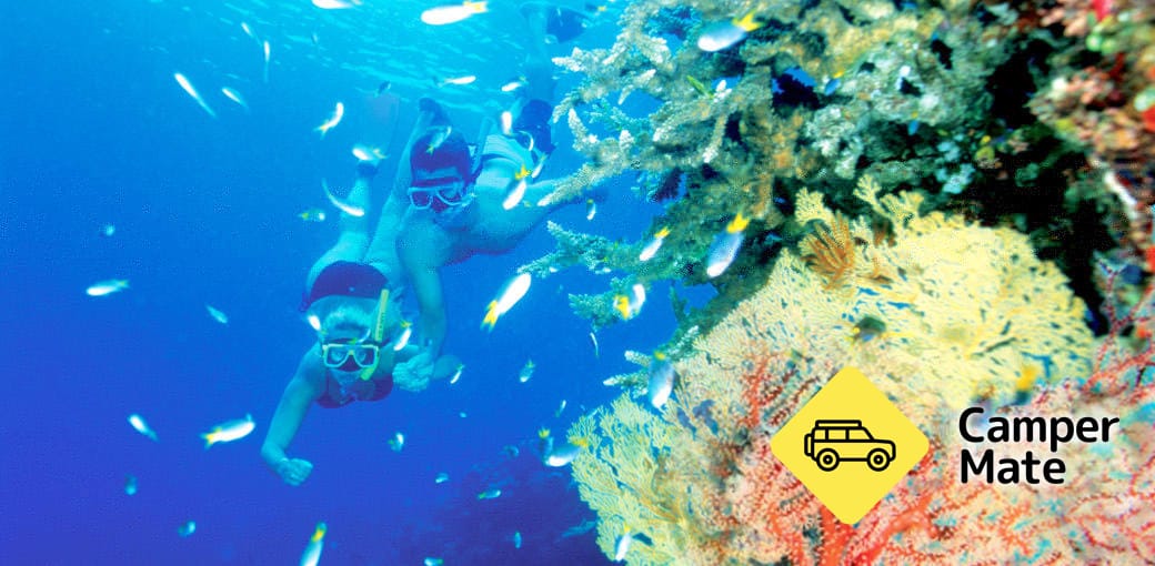 Great Barrier Reef Cruise to Hardy Reef Pontoon(ハーディ・リーフ・ポントン) - Image 3