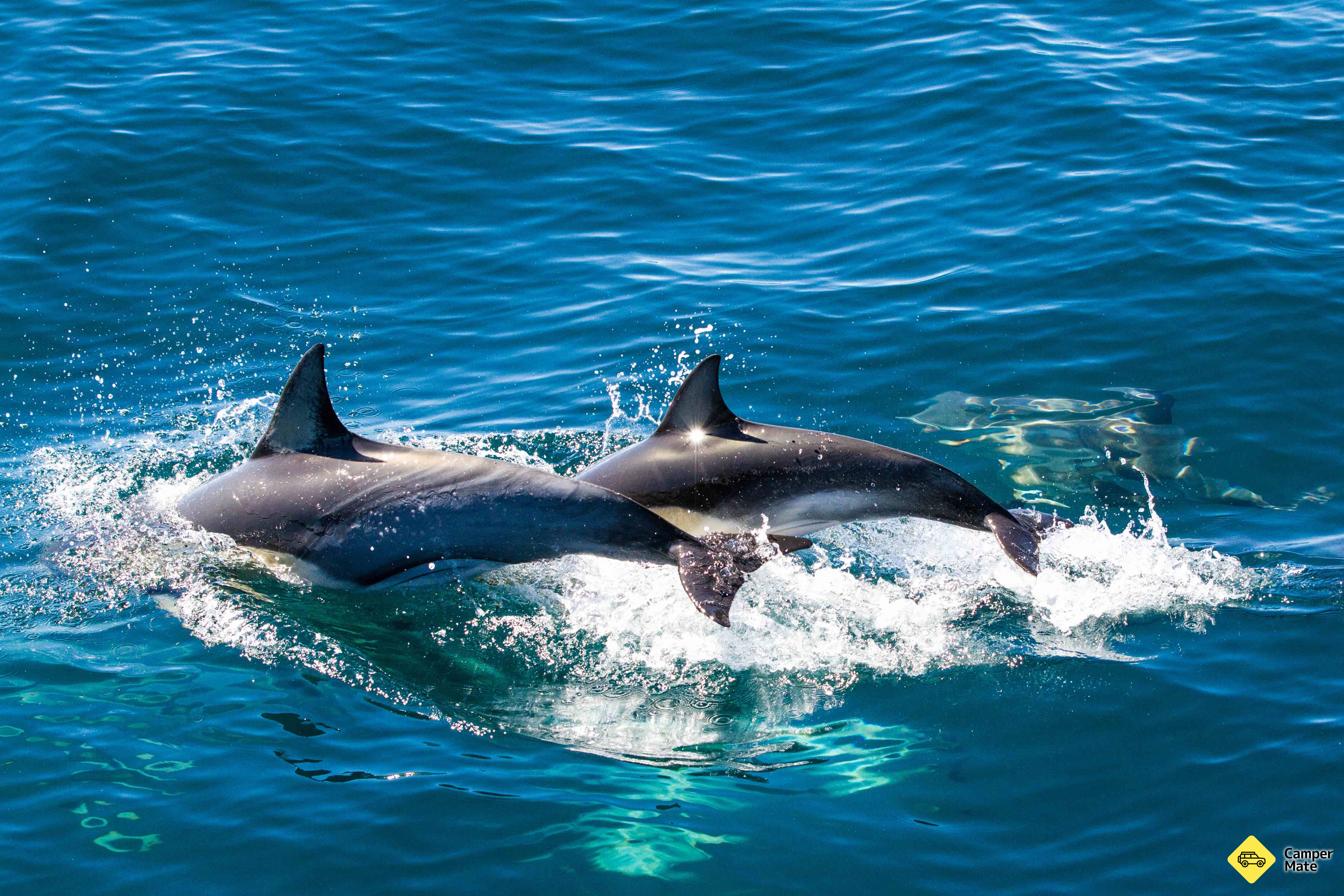 Bay Explorer Dolphin & Wildlife Cruises - Image 2