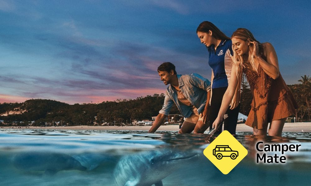 Moreton Bay Cruise Dolphin Besleme ve Balina İzleme