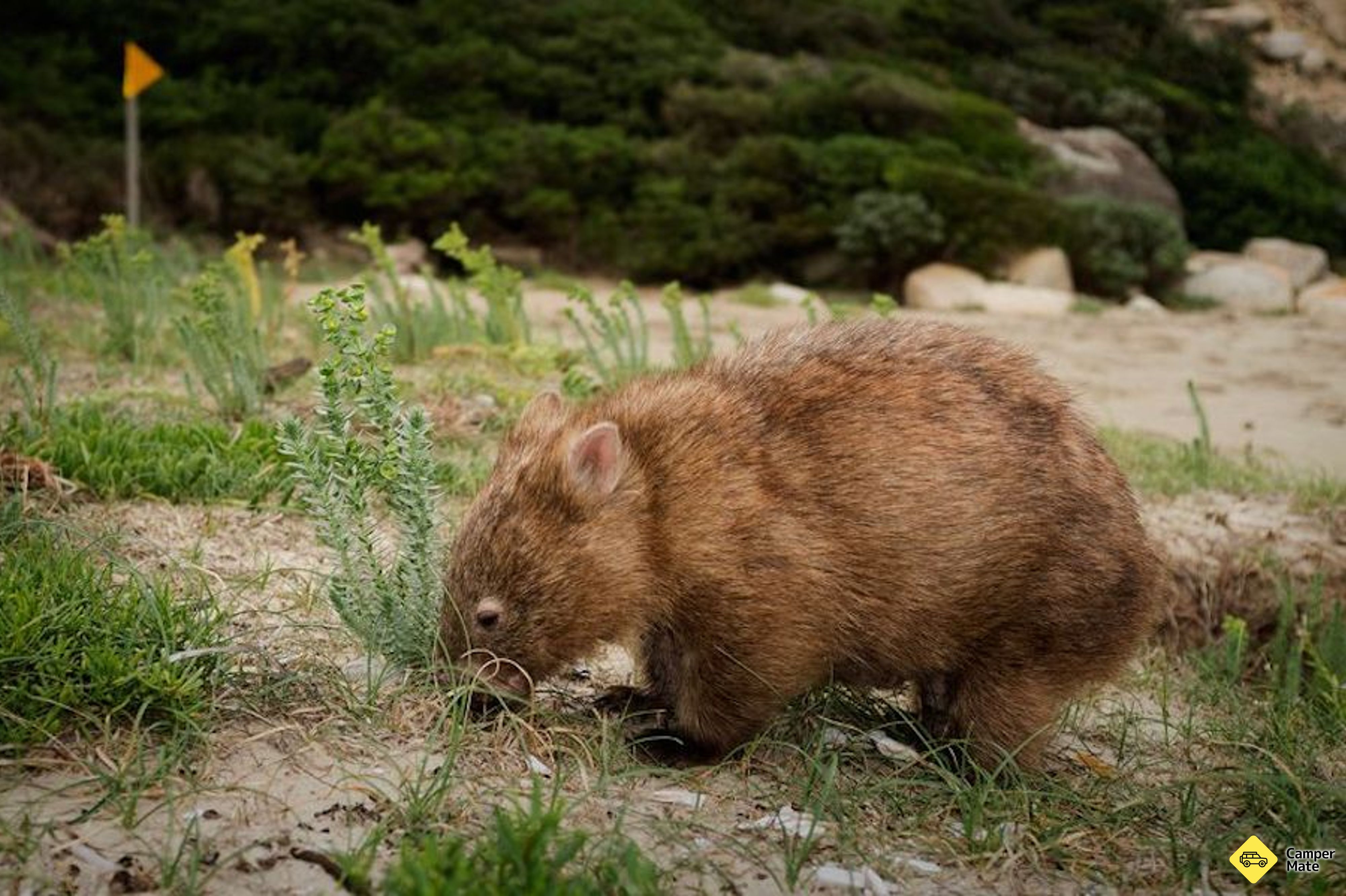 Wilsons Promontory Day Tour yakınlarında yapılacak şeyler - Image 3