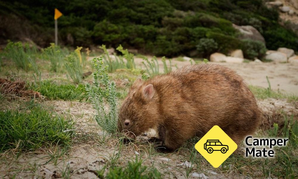 Wilsons Promontory Day Tour - Image 3