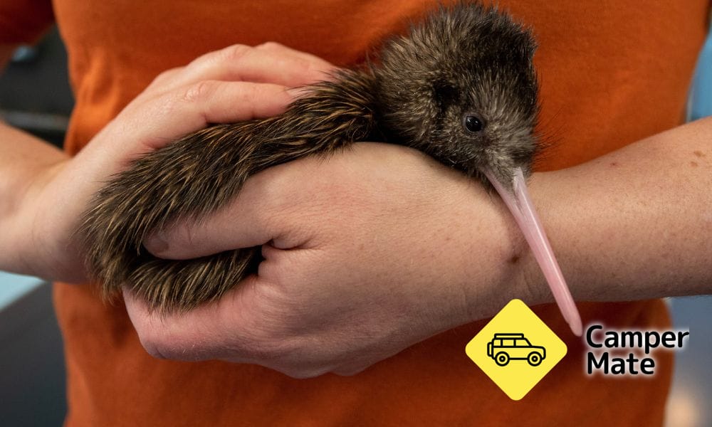 National Kiwi Hatchery - Image 3