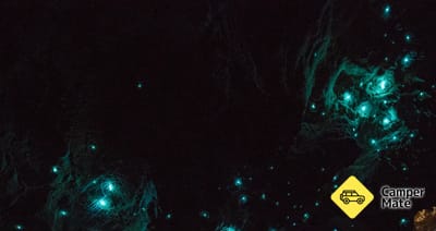 Następca Woodstock Glow Worm Dell