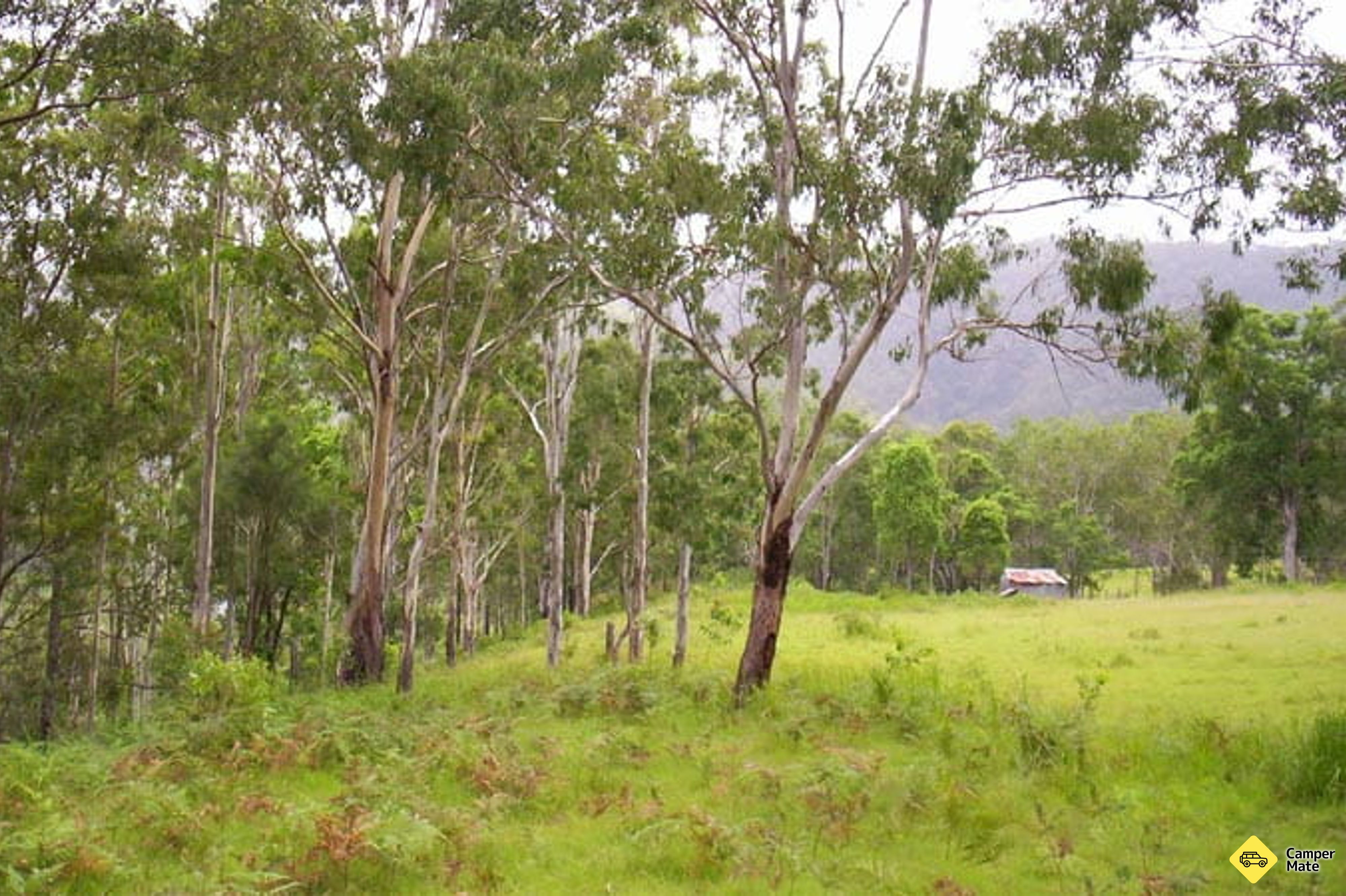 Nymboida नदी कैम्पग्राउंड - Image 3