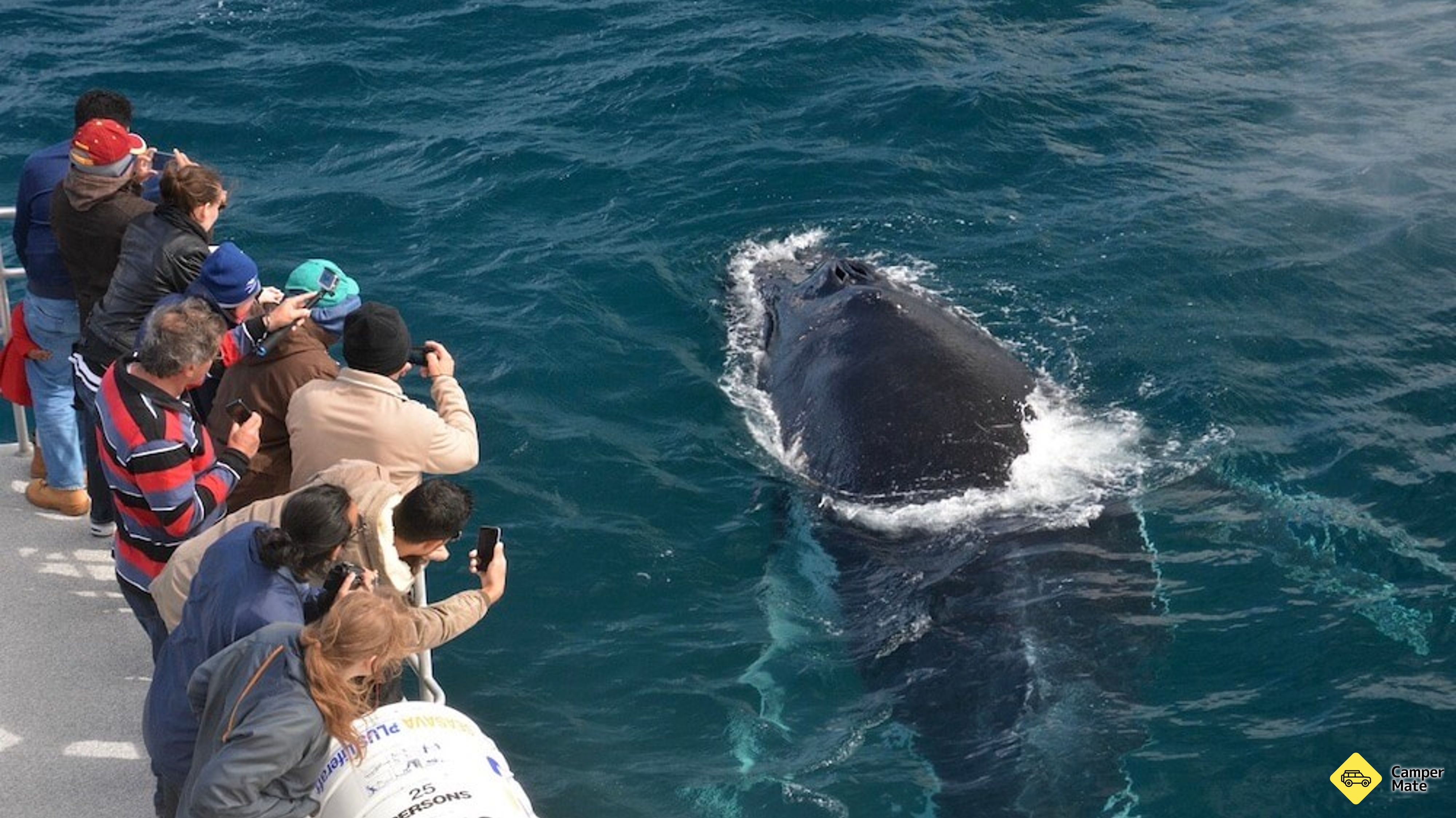 Augusta Whale Watching Cruise yakınlarında yapılacak şeyler