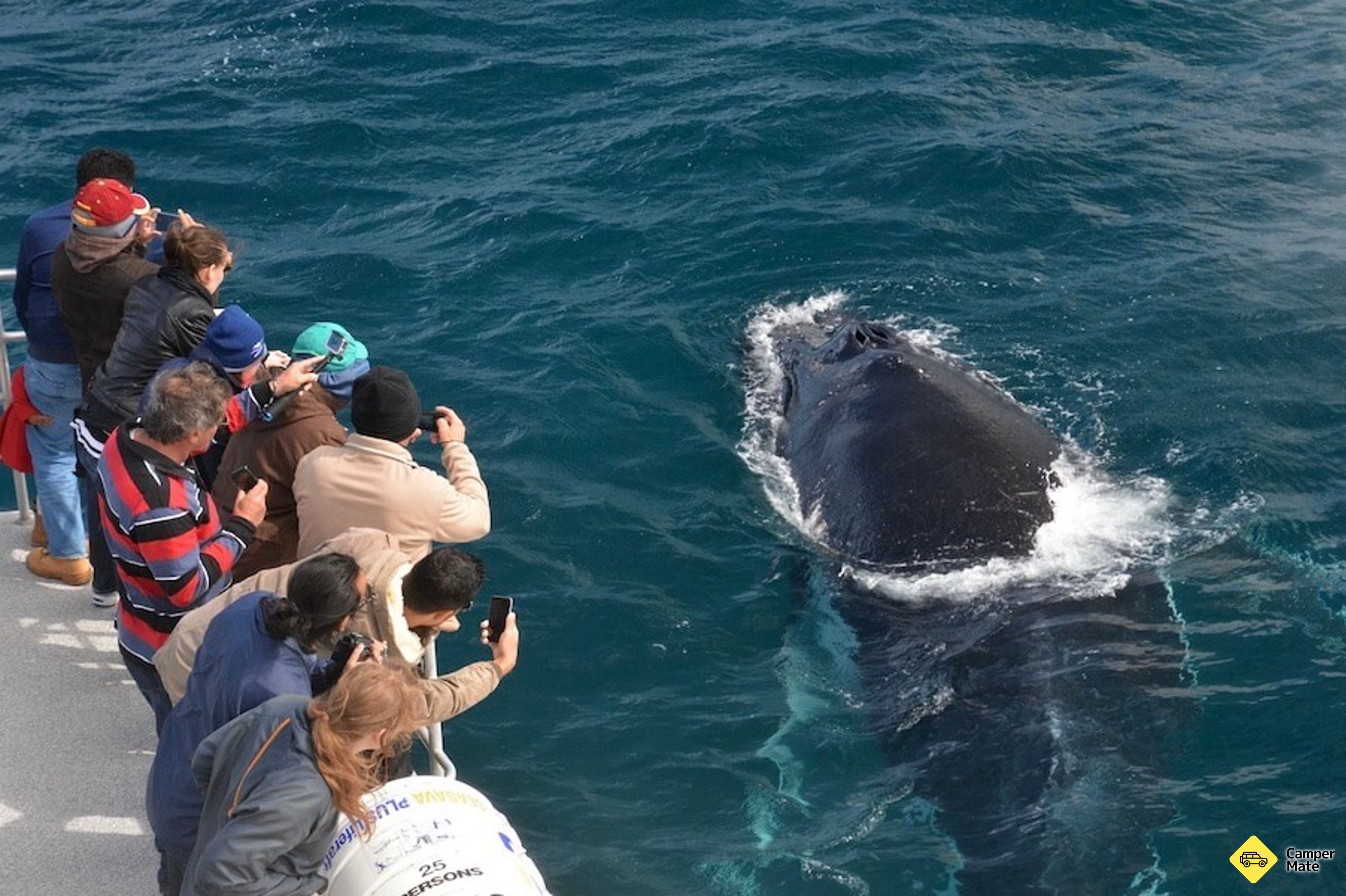 Augusta Whale Watching Cruise yakınlarında yapılacak şeyler