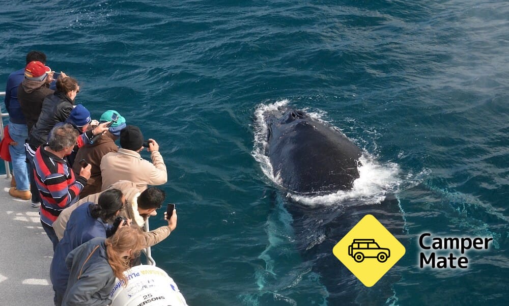 Augusta Whale Watching Cruise(アウグスタ・ホール・ウォッチング・クルーズ)