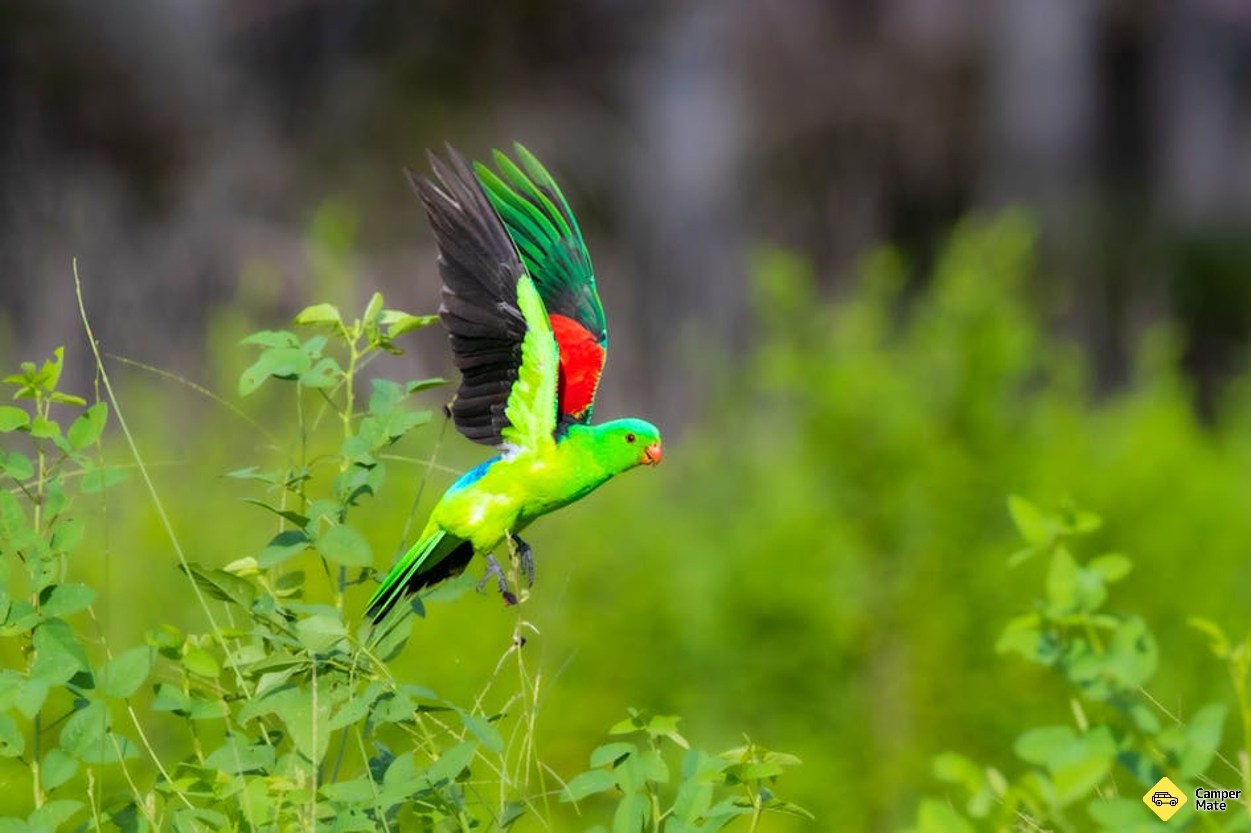 Kakadu Bird Week - Image 2