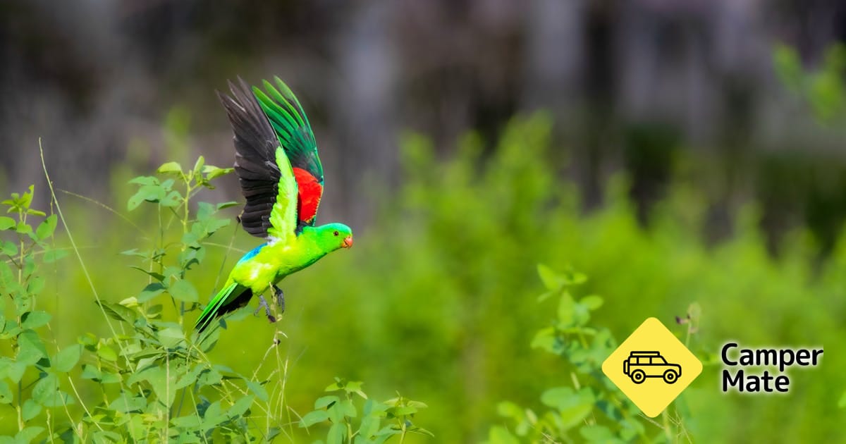 Kakadu Bird Week - Image 2