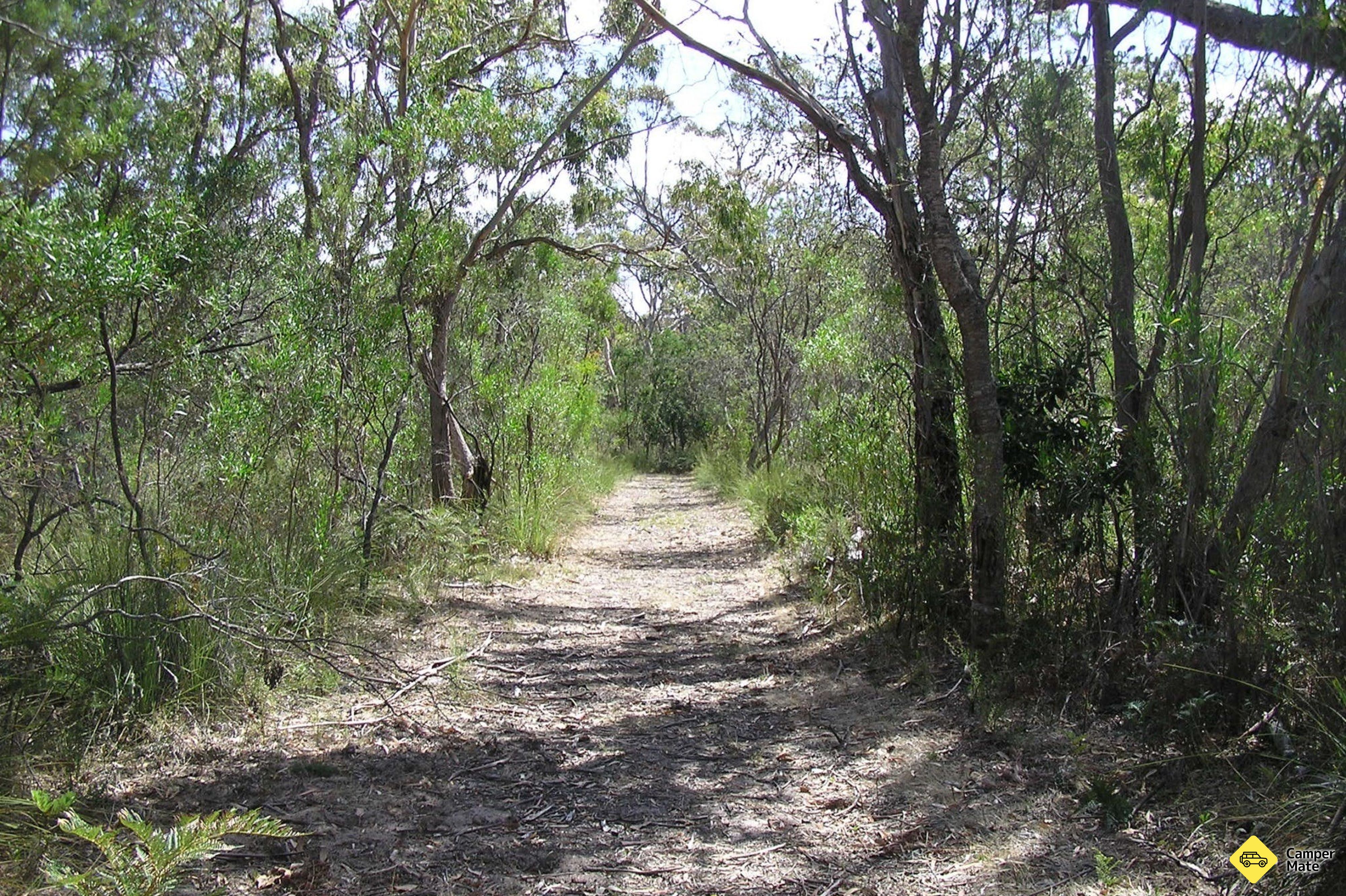 El paseo de Lanky - Image 2