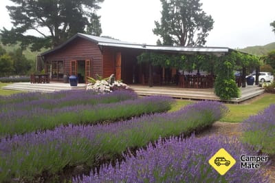 Lauren's Lavender Farm