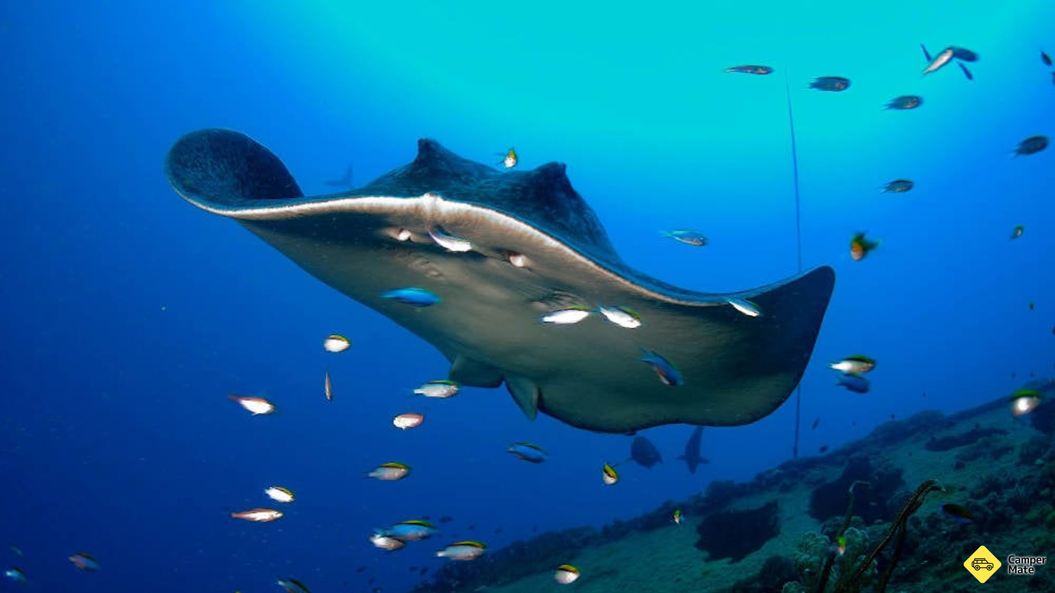 Yongala Wreck Dive Trip from Townsville and Magnetic Island(タウンズビルとマグネティック島)
