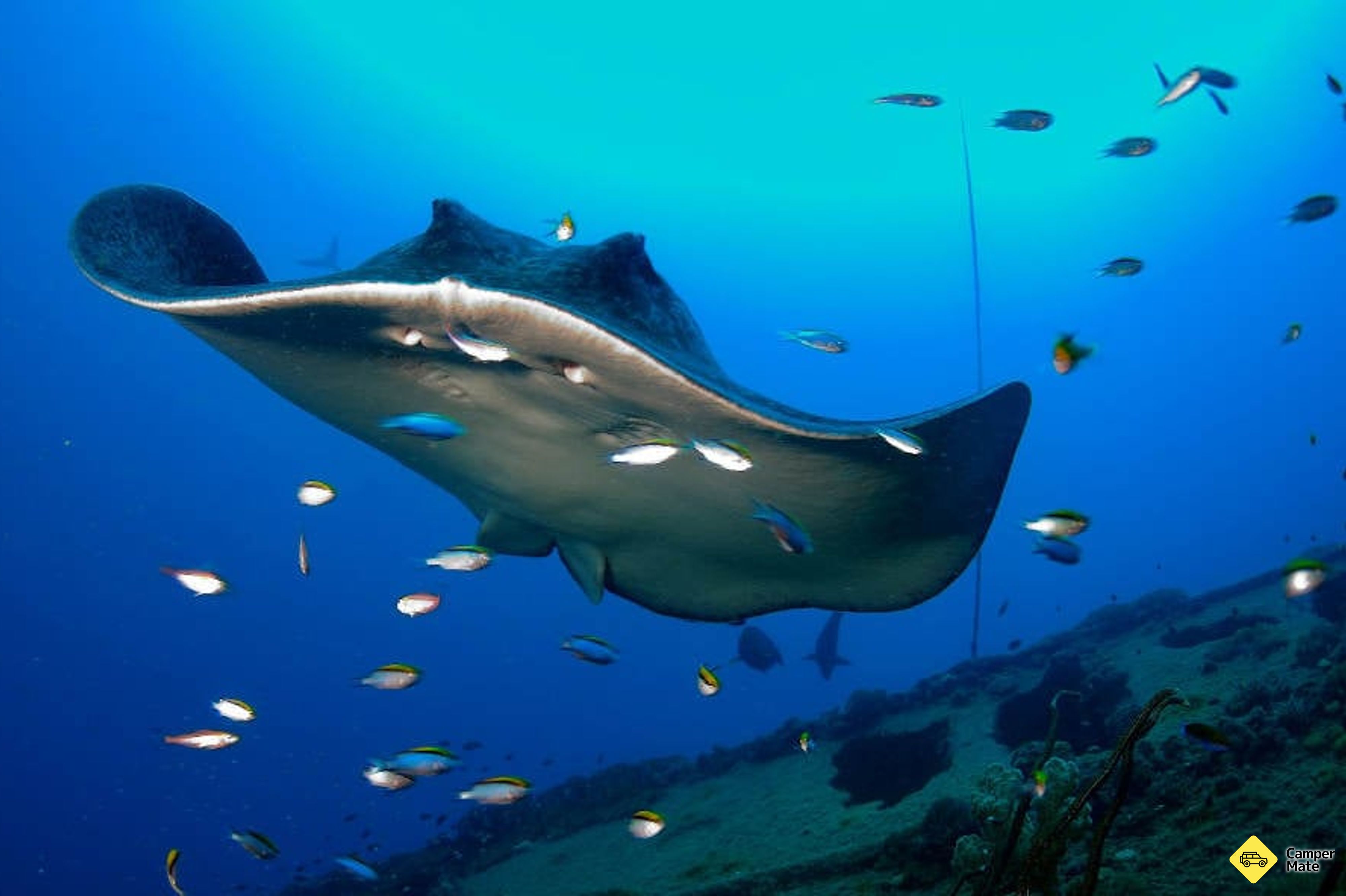 Yongala Wreck Dive Trip from Townsville and Magnetic Island(タウンズビルとマグネティック島)