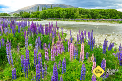 Ahuriri Bridge Lupins