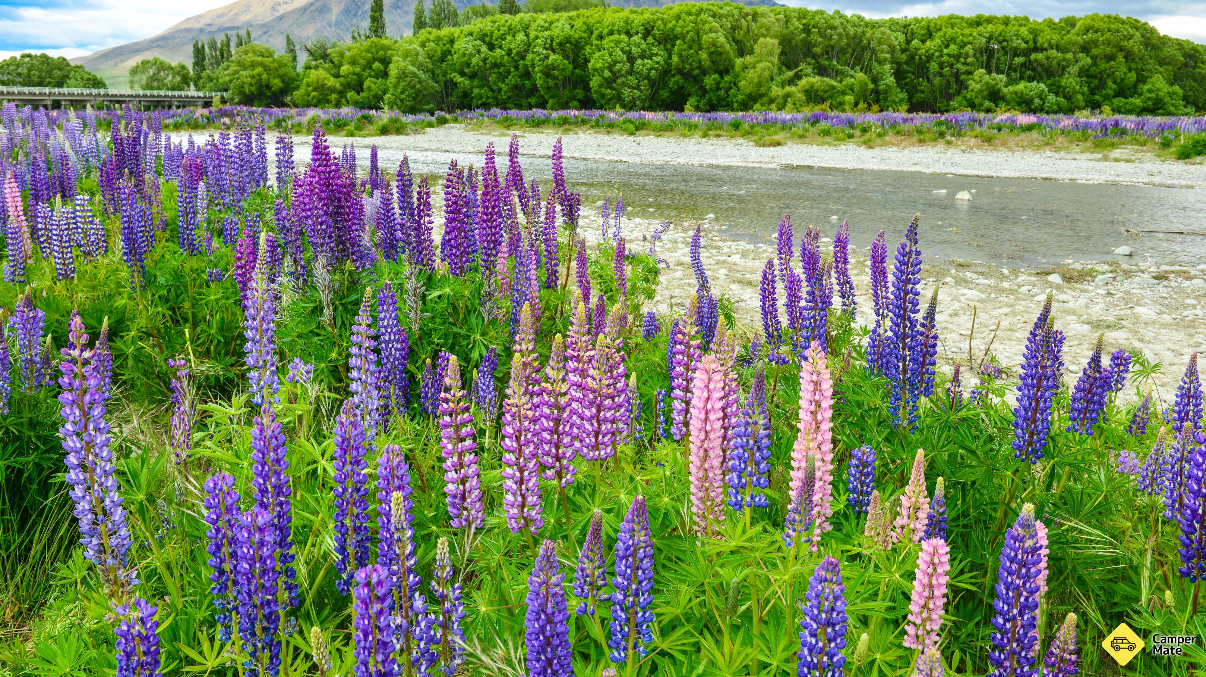 「Ahuriri Bridge Lupins」