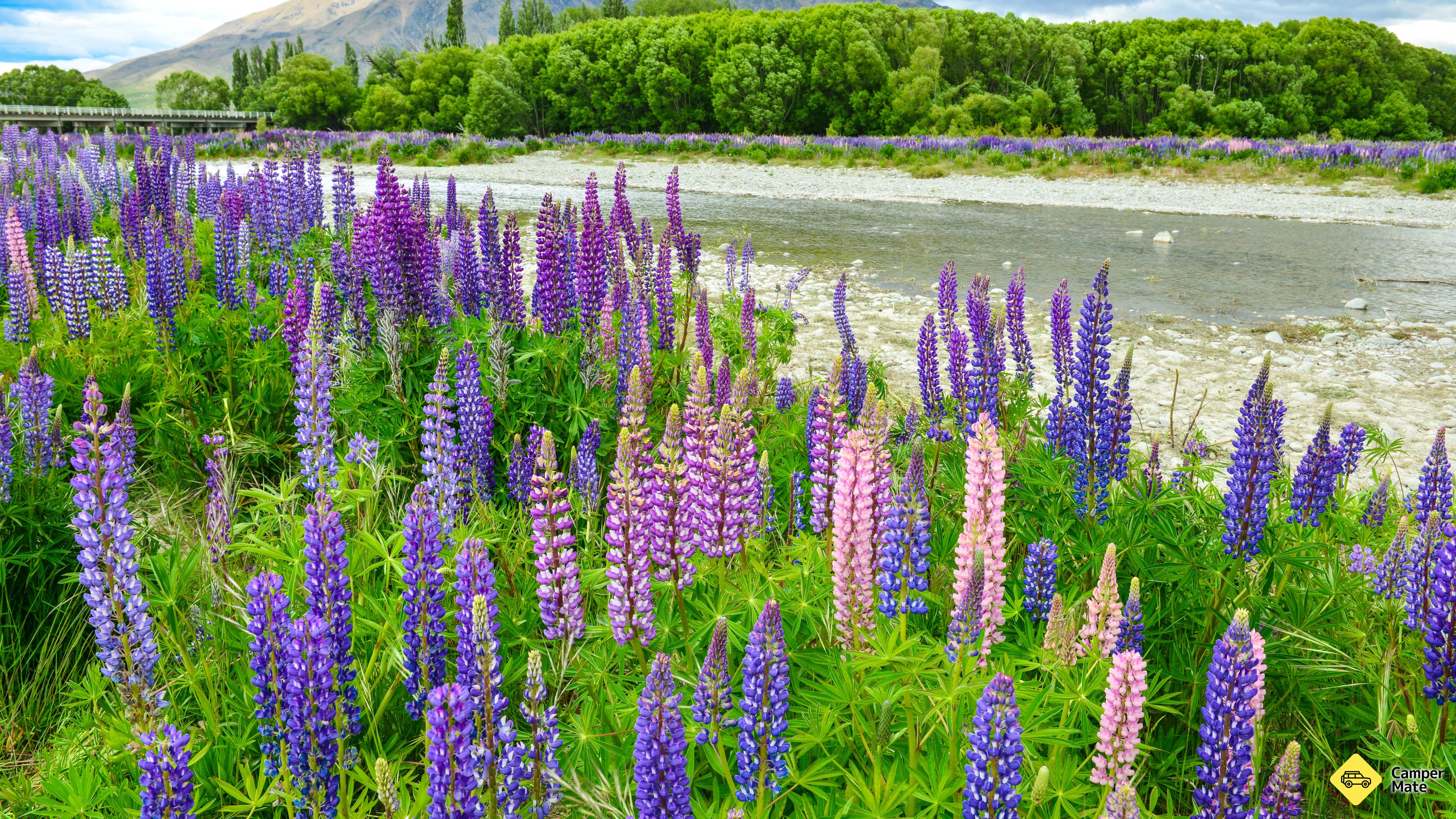 Ahuriri Bridge Lupins