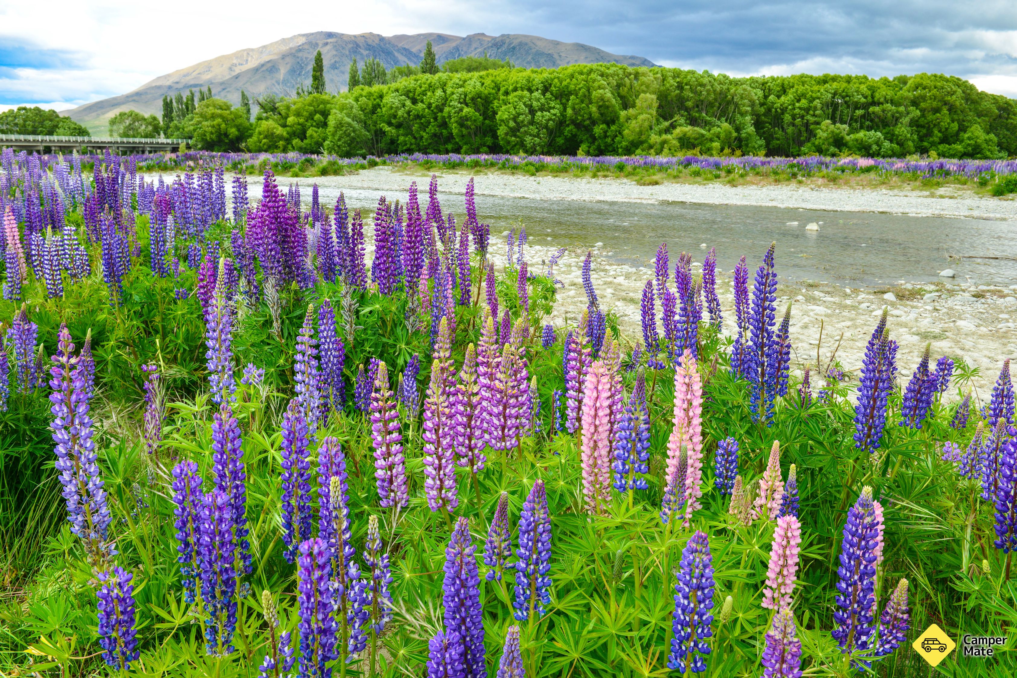Ahuriri Bridge Lupins