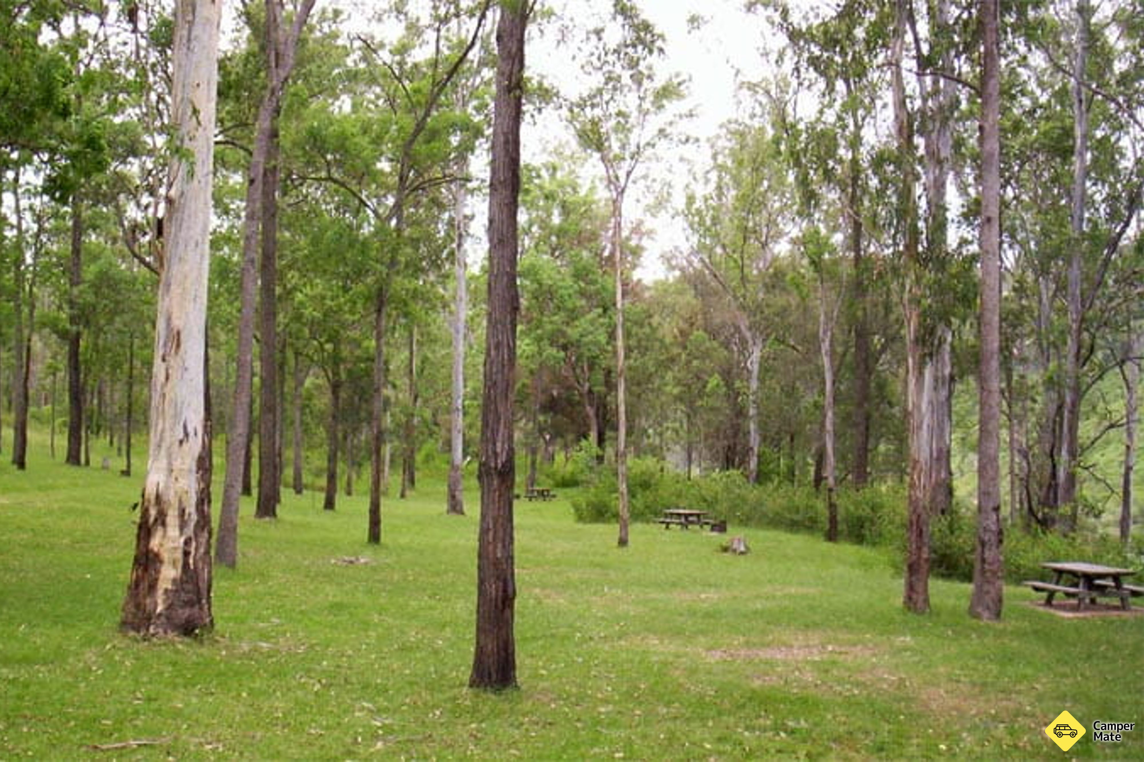 Nymboida नदी कैम्पग्राउंड - Image 2