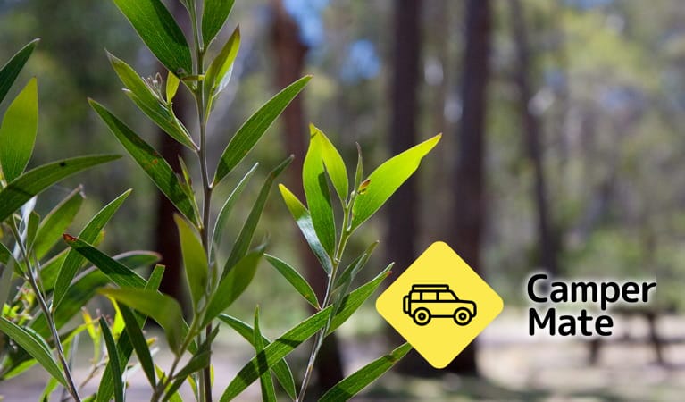 Coxs Creek Campground - Image 2