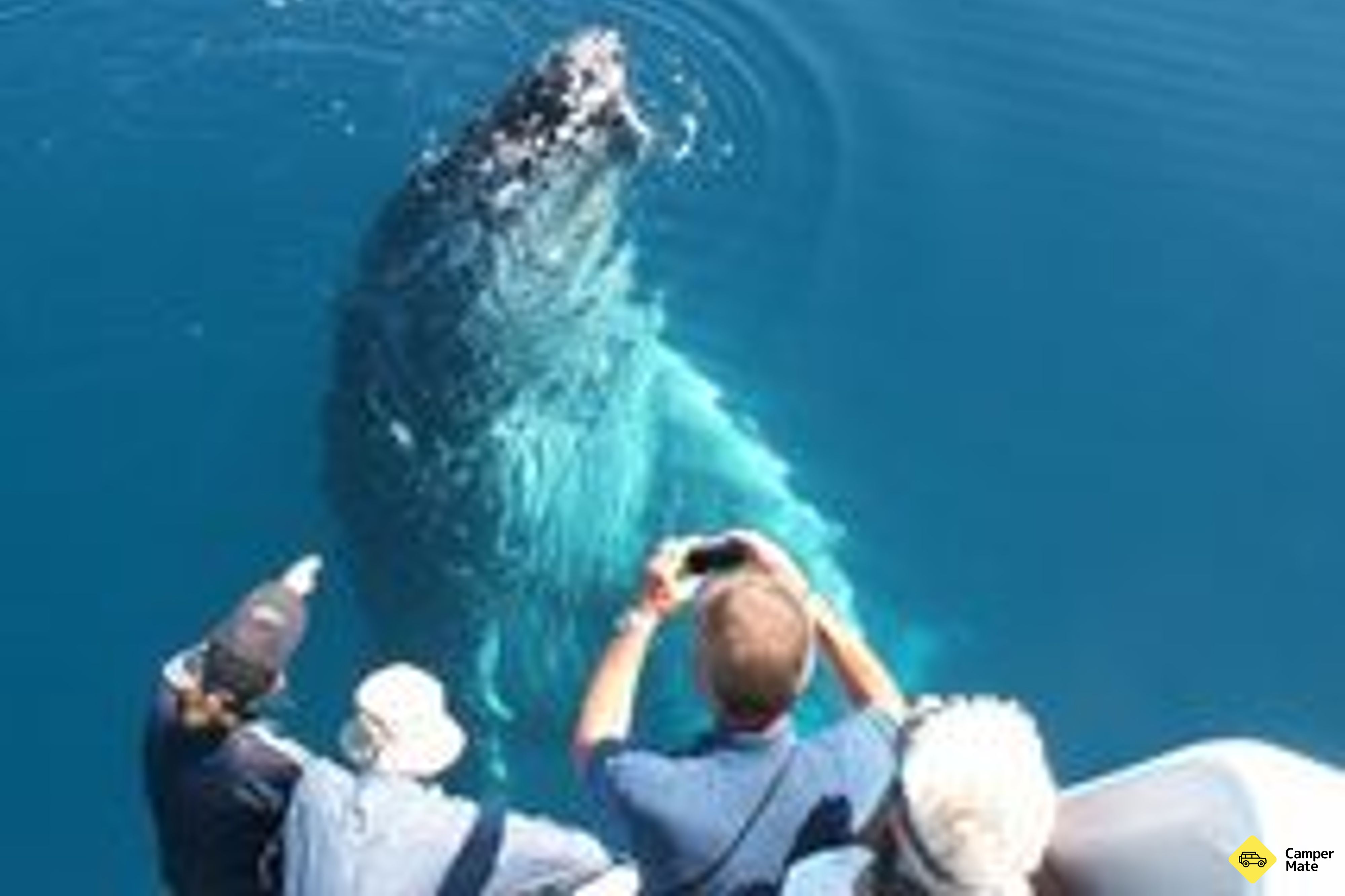 Freedom Whale Watch von Hervey Bay - Image 3