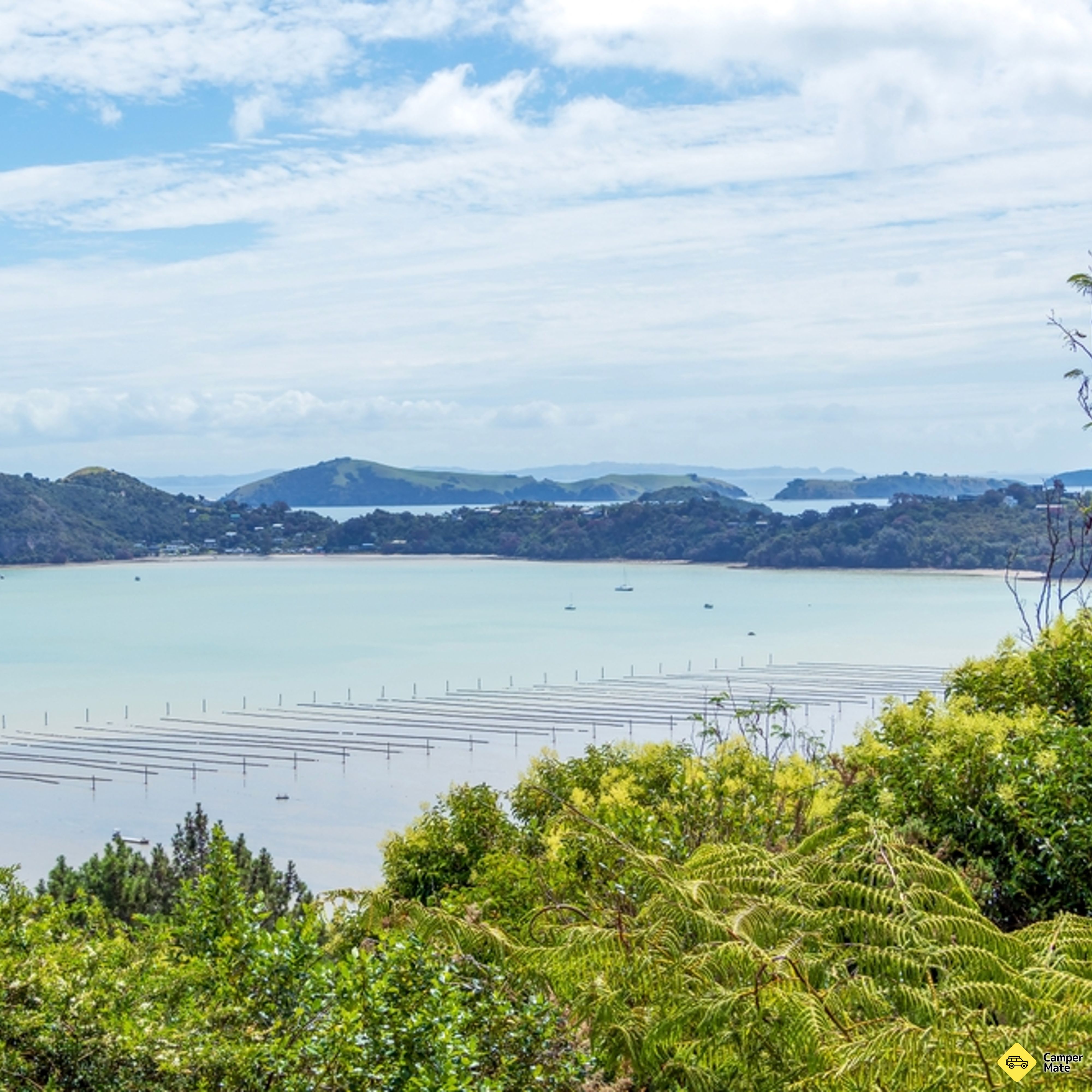 Kauri Block Walk in Long Bay - Image 2