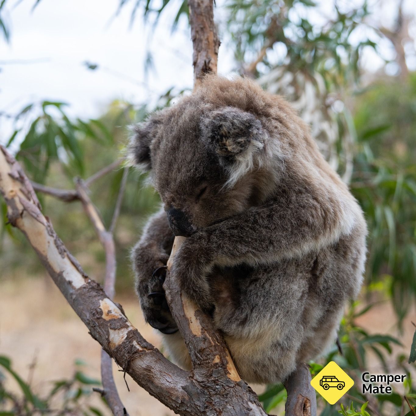Mikkira Station Koala Sanctuary - Image 2