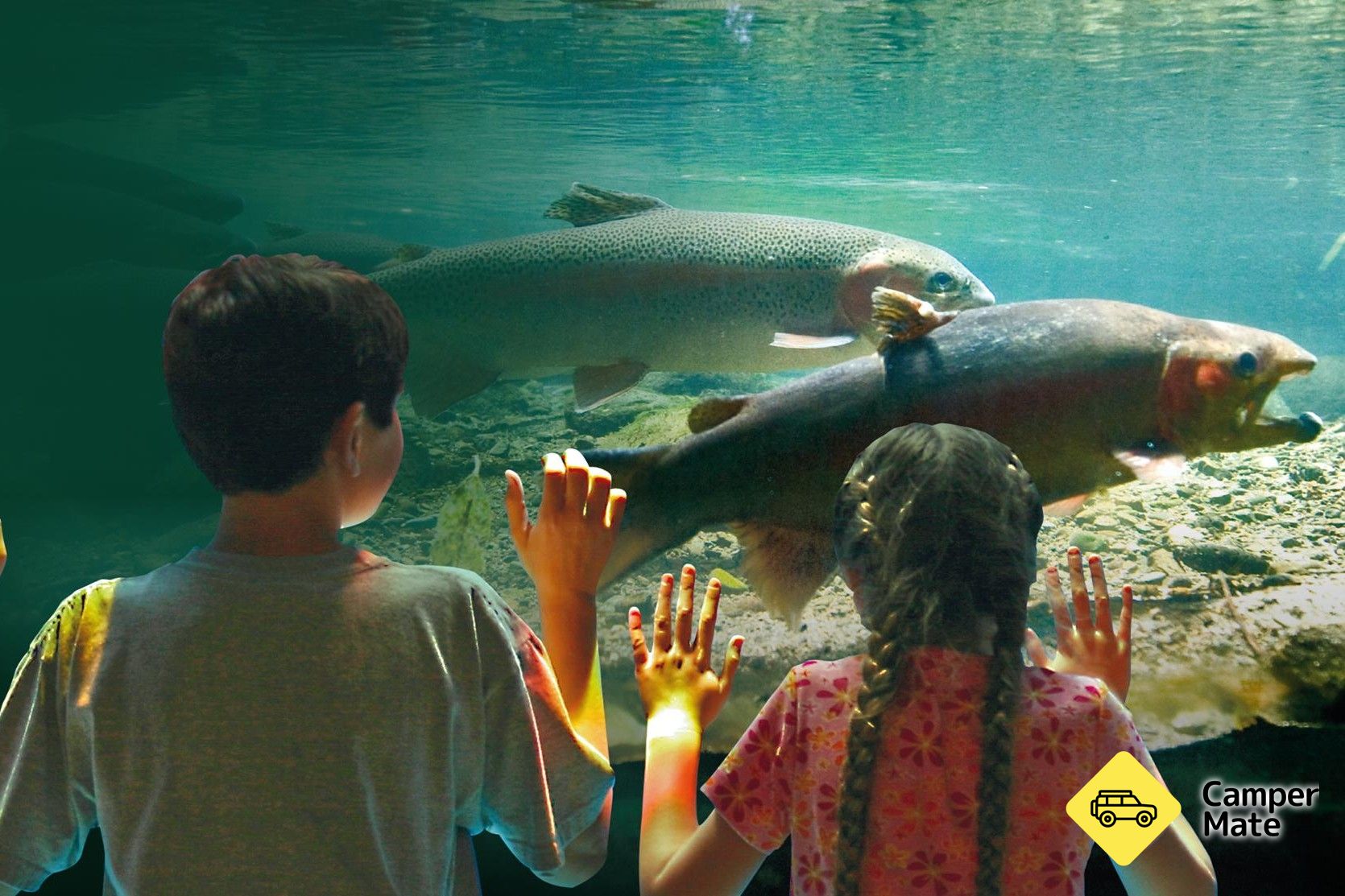 Tongariro National Trout Centre  - Image 2