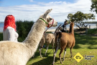 Ottaba Llamas