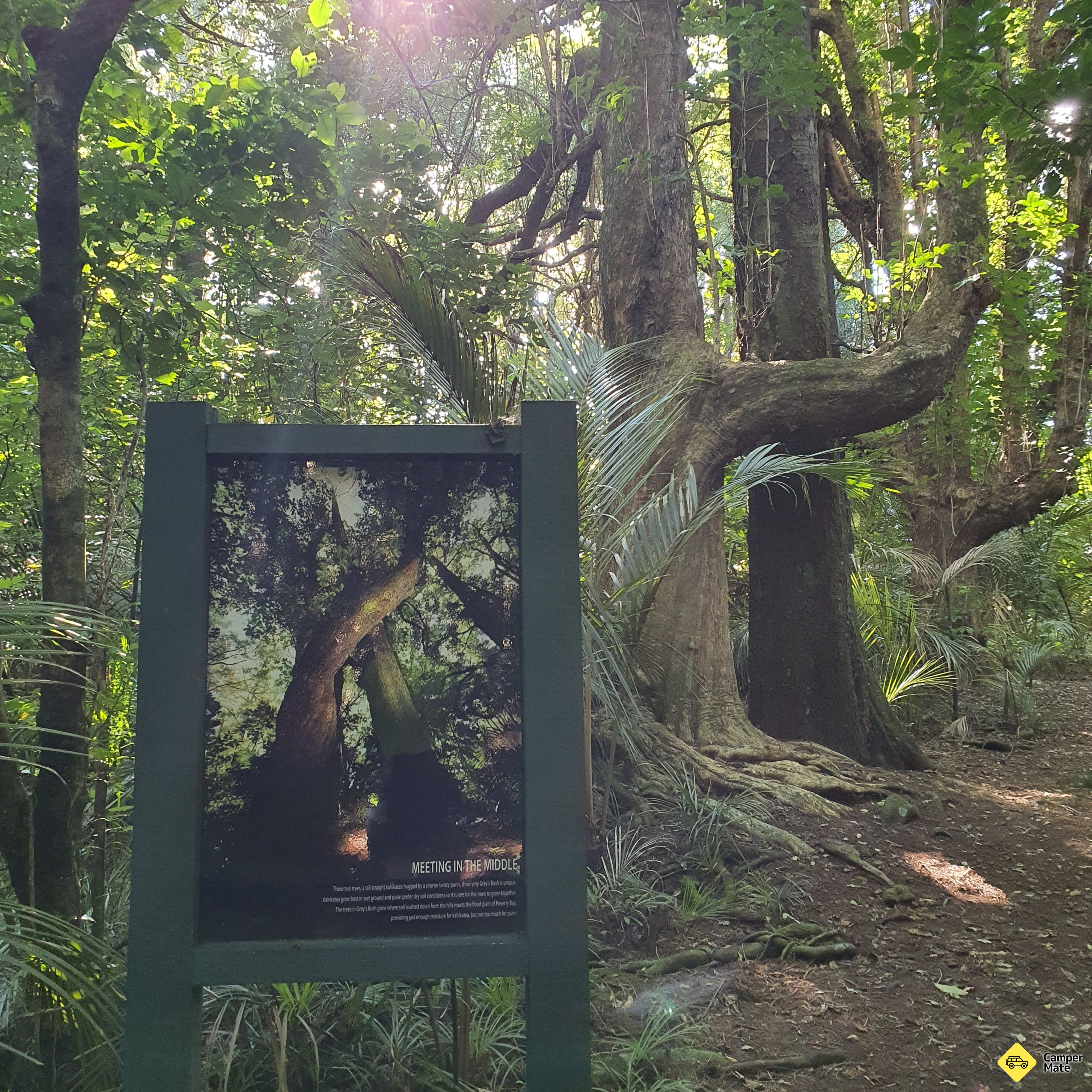 Grays Bush Scenic Reserve - Image 2