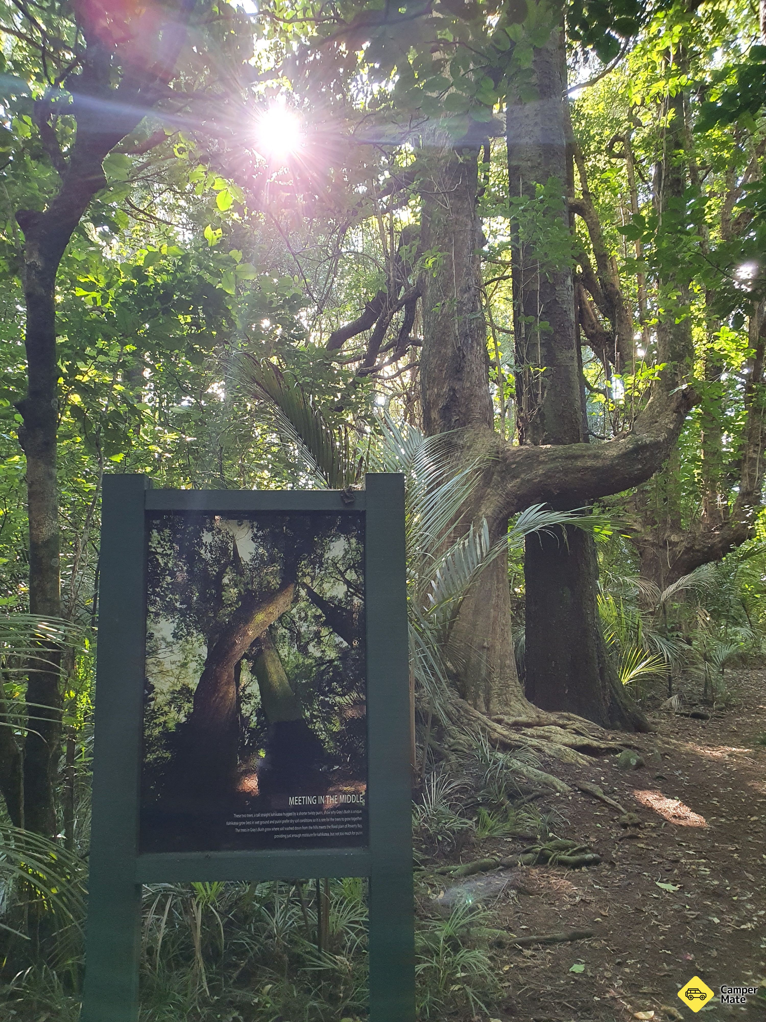 Grays Bush Scenic Reserve - Image 2
