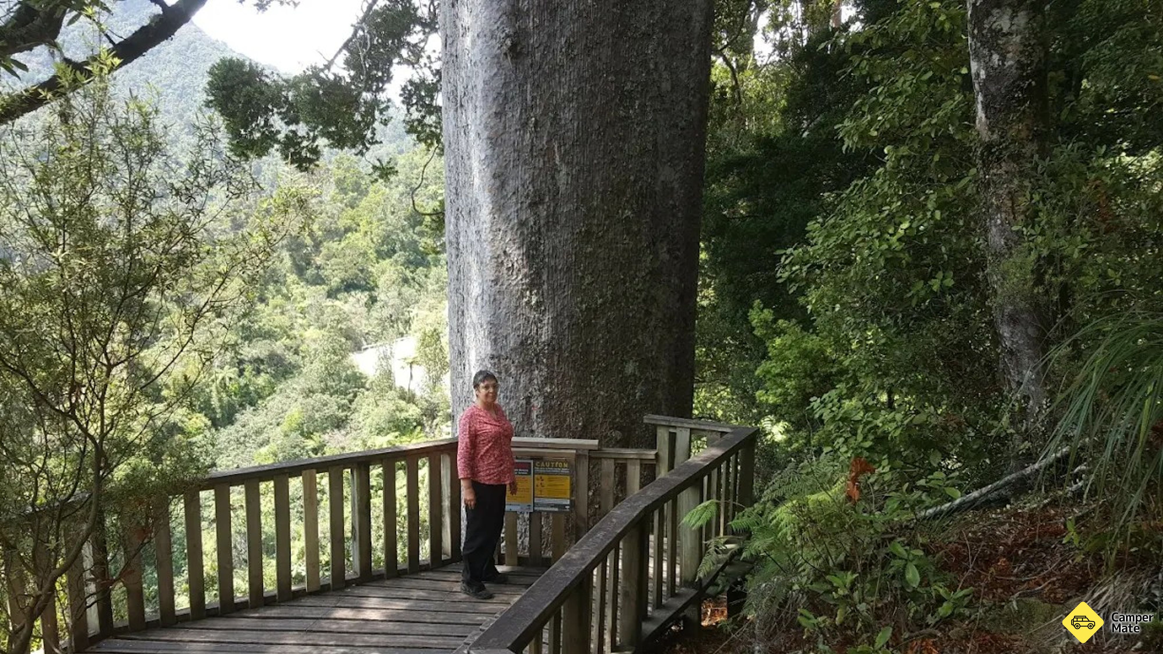 Square Kauri Tree Track