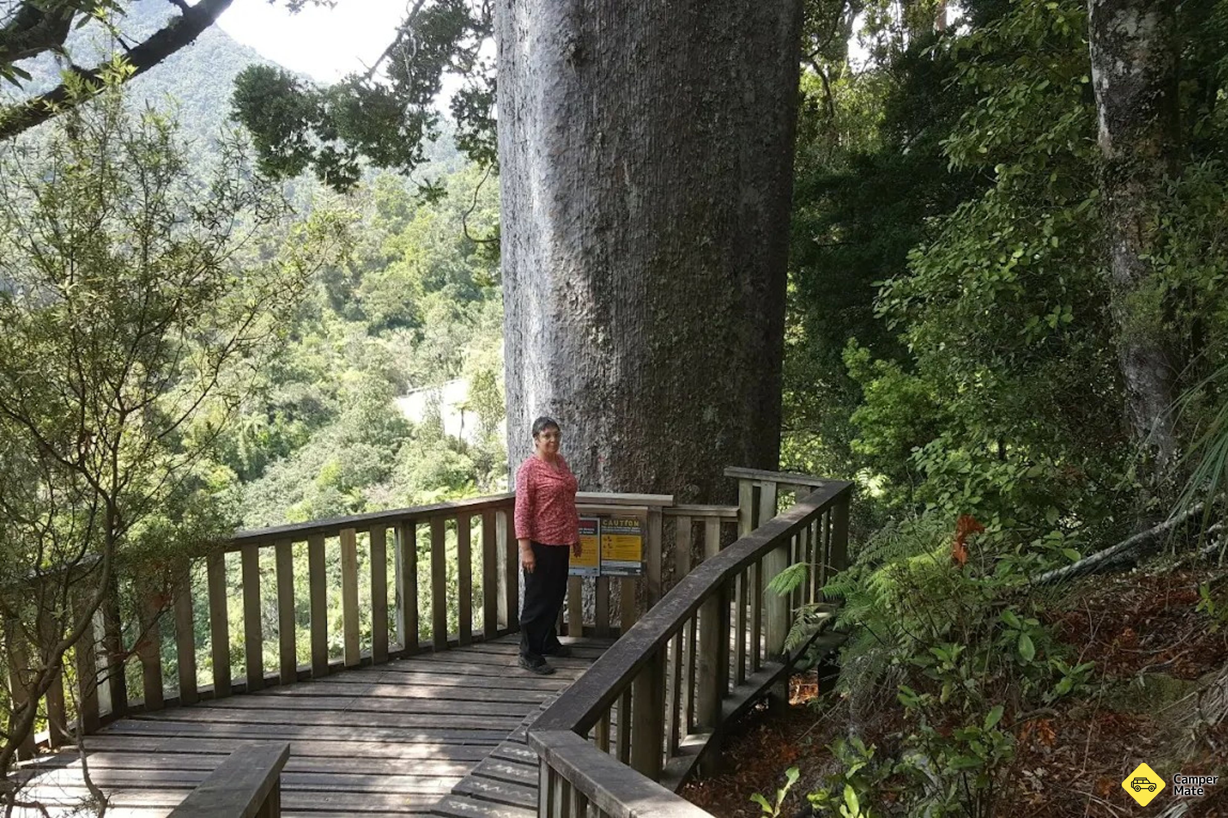 Square Kauri Tree Track