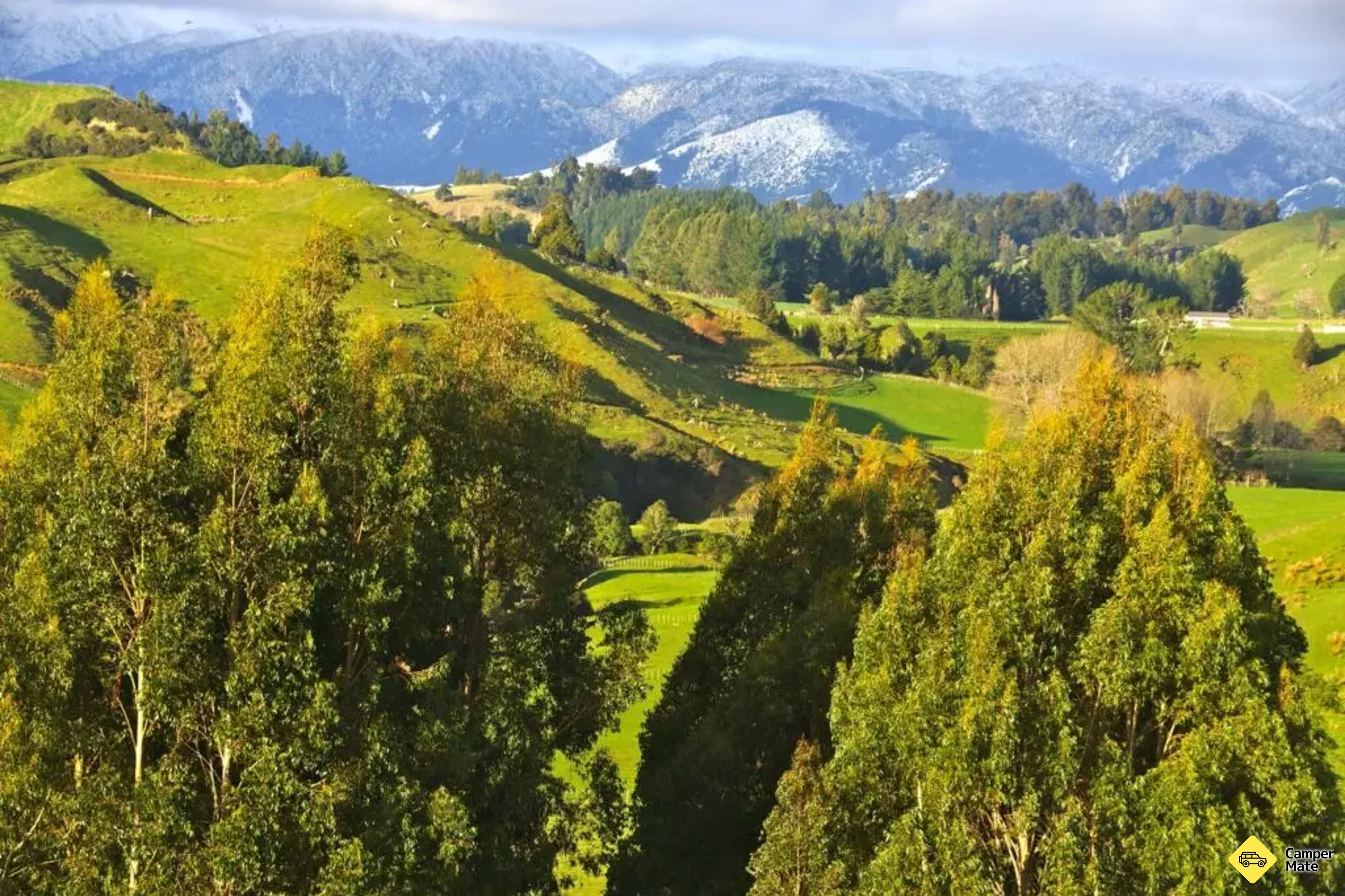 Rangiwahia Bushin reservi - Image 3