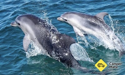 Port Phillip Bay Wildlife Sightseeing Tour