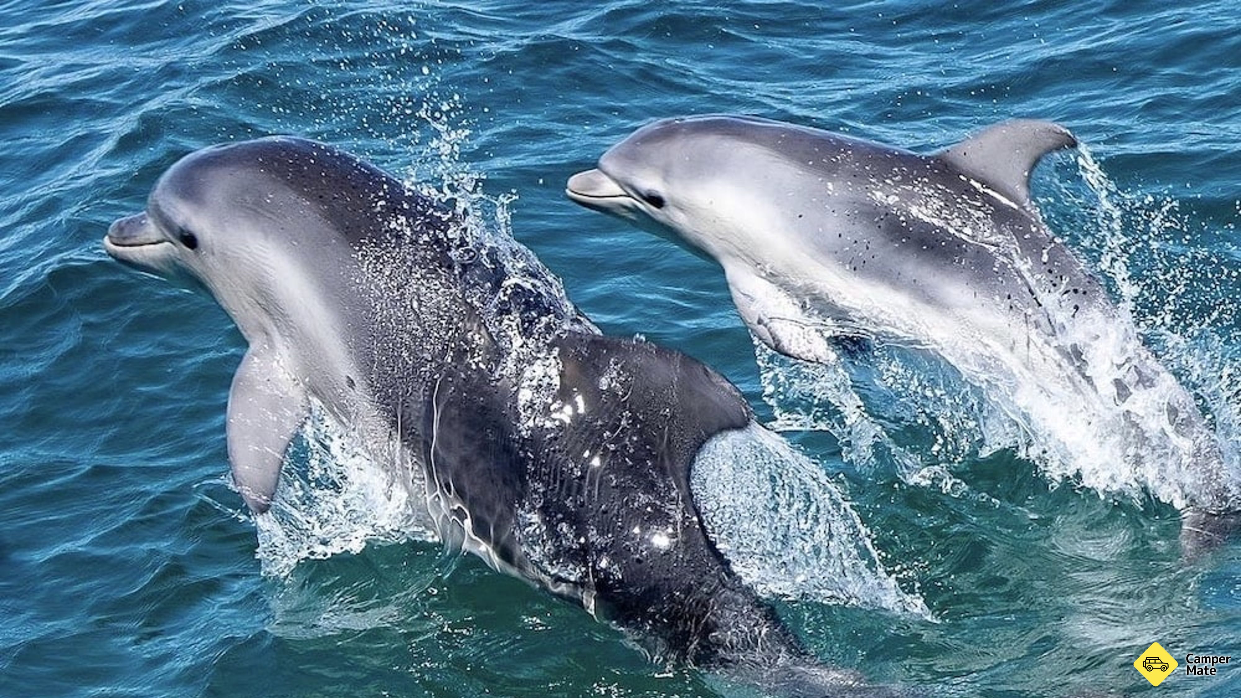 Port Phillip Bay Wildlife Sightseeing Tour के बारे में टिप्पणियाँ