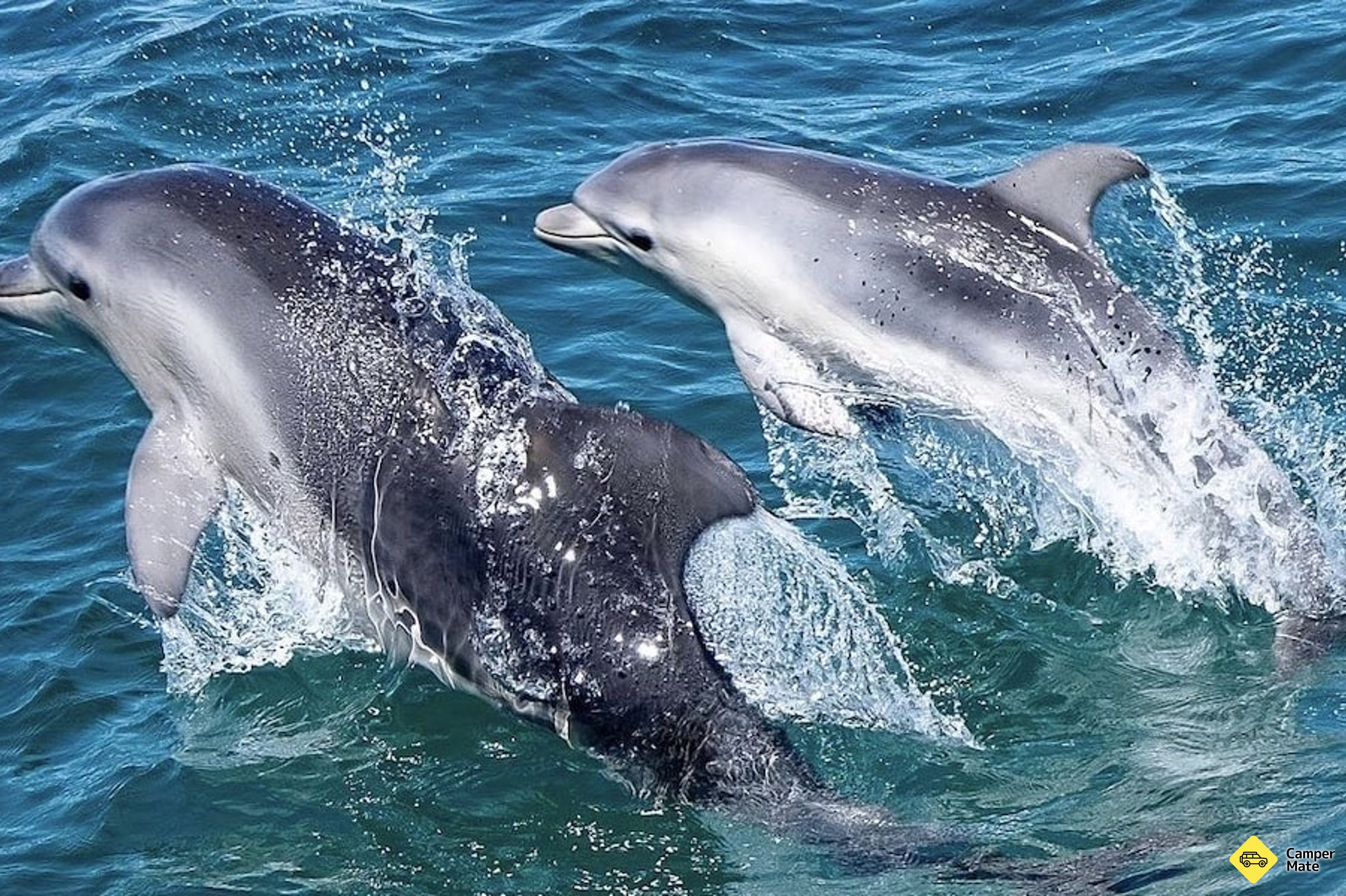 Port Phillip Bay Wildlife Sightseeing Tour के बारे में टिप्पणियाँ