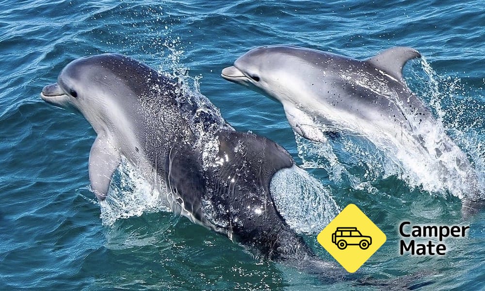 Port Phillip Bay Wildlife Sightseeing Tour