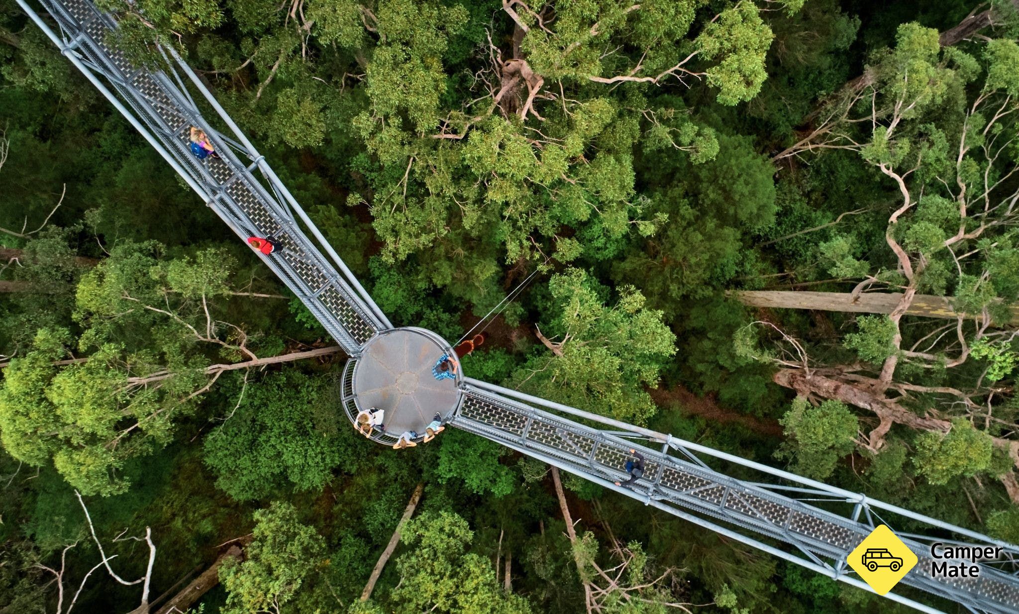 Valea copacilor giganți Top Walk - Image 3