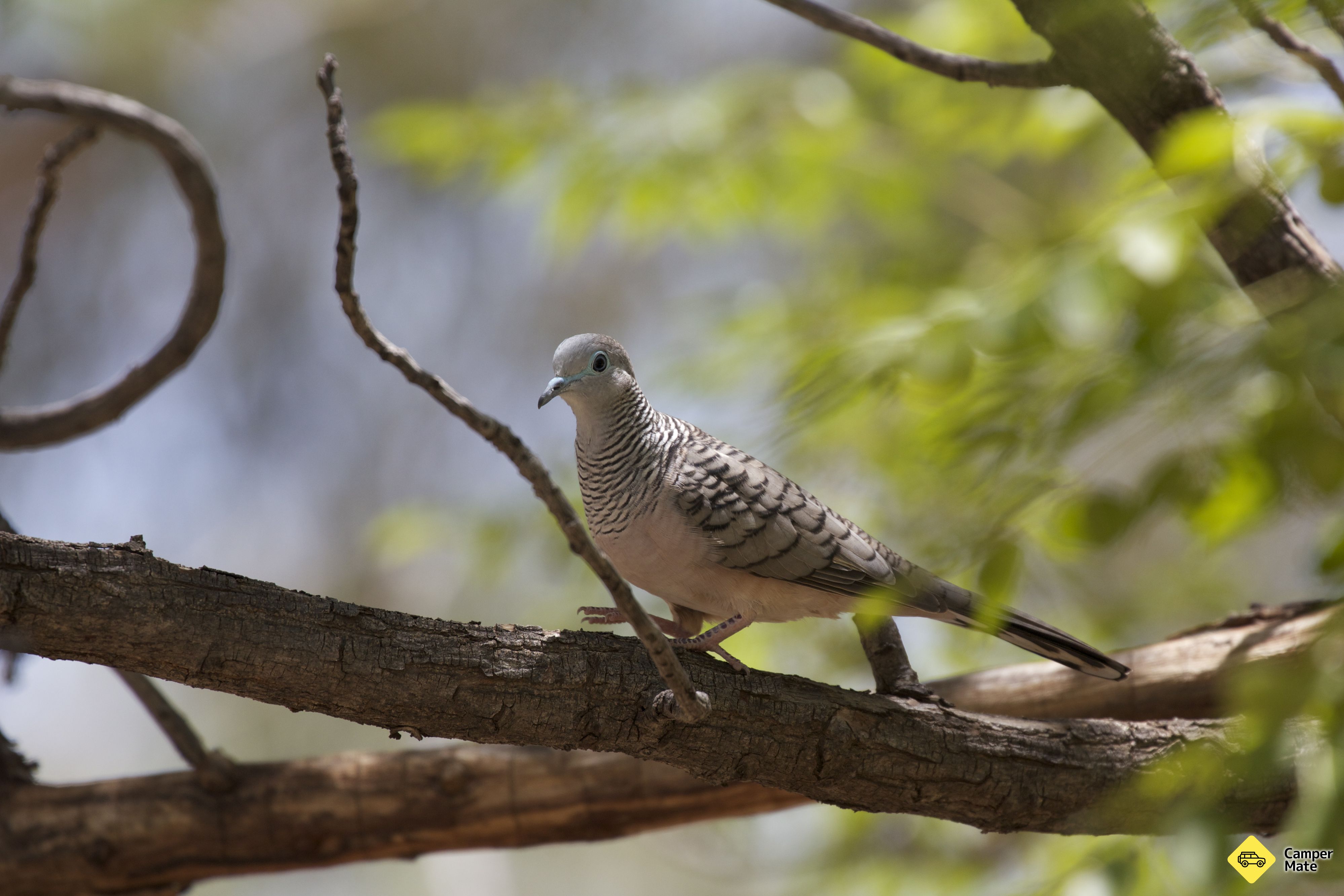 Old Hollett Road - Noosa Bird Trail Stop #29 - Image 3