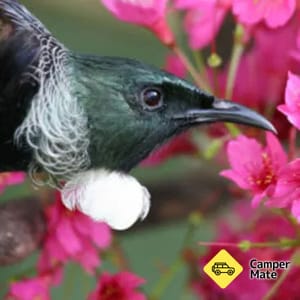 Das Native Bird Recovery Center