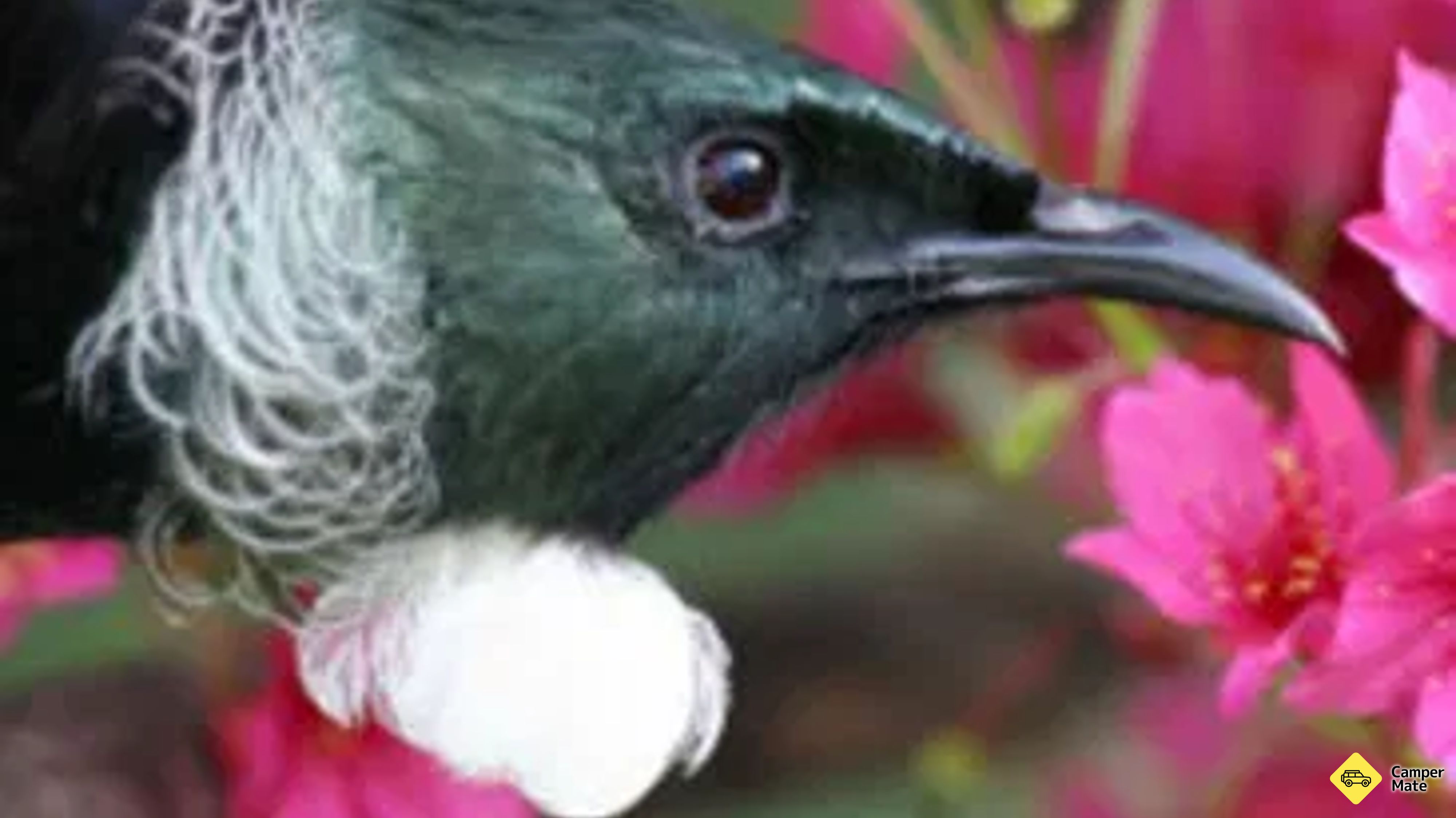 Native Bird Recovery Center 근처 오락거리