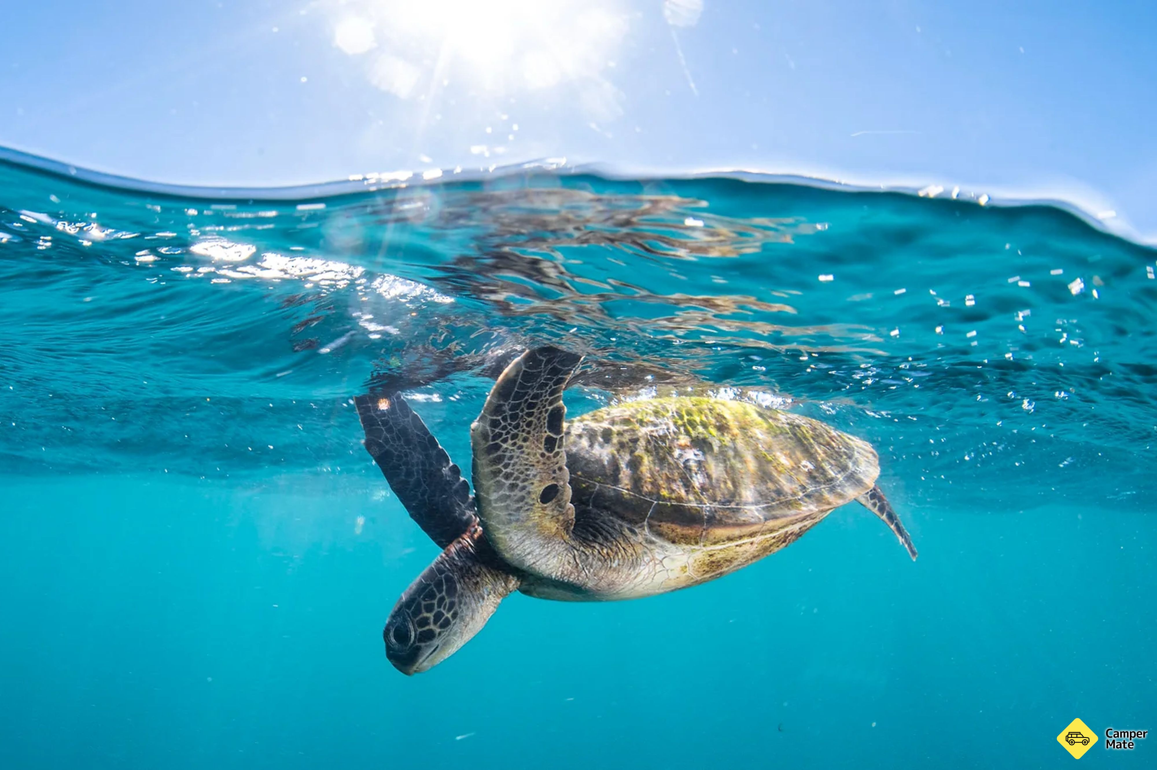 Coral Bay Turtle Tour - Image 3