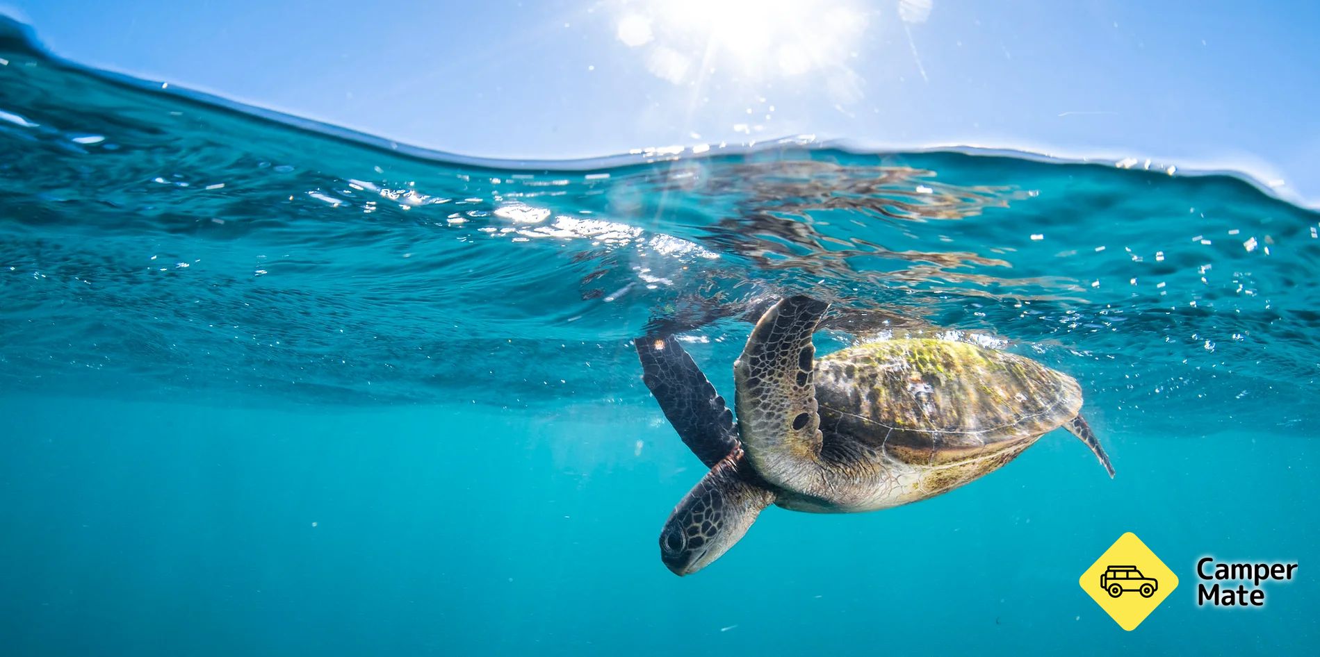 Coral Bay Turtle Tour  - Image 3