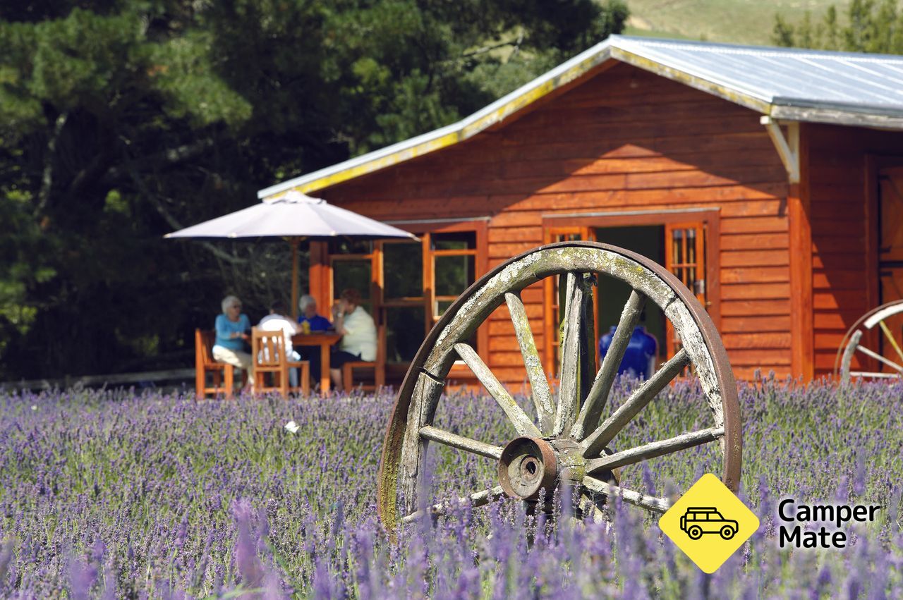 Lauren's Lavender Farm - Image 2