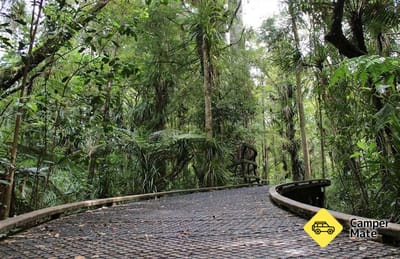 Manginangina Kauri Walk