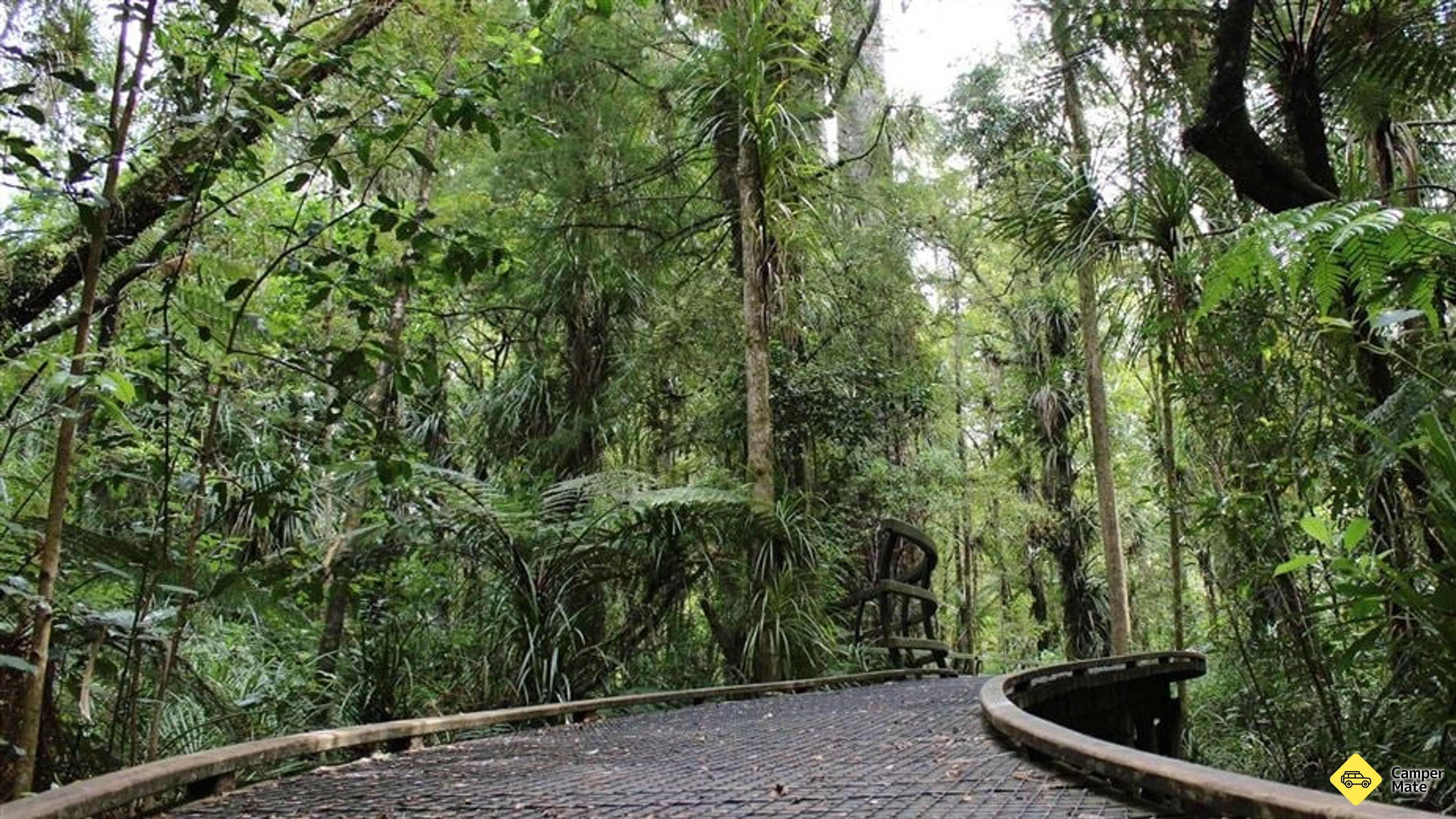 Manginangina Kauri Walk