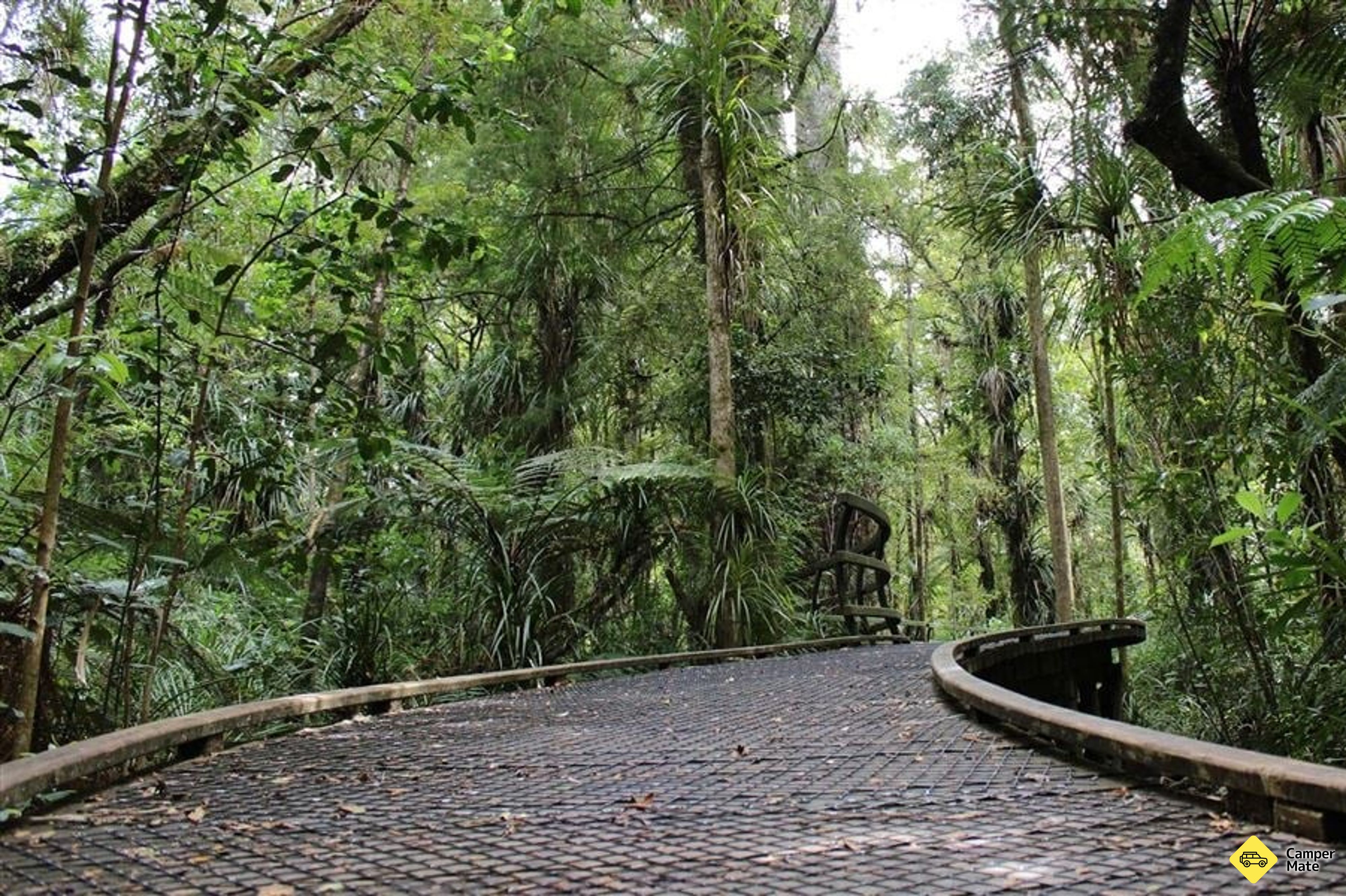 Manginangina Kauri Walk