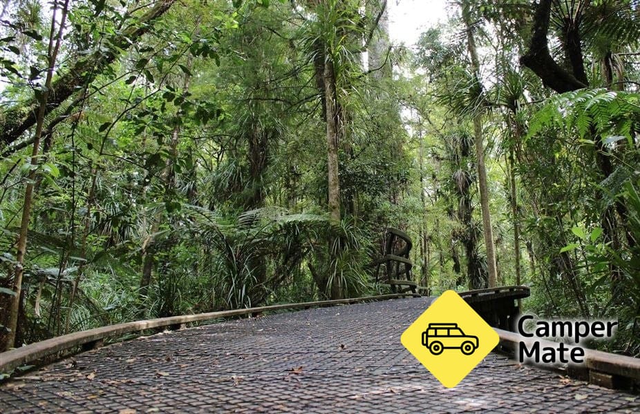 Manginangina Kauri Walk